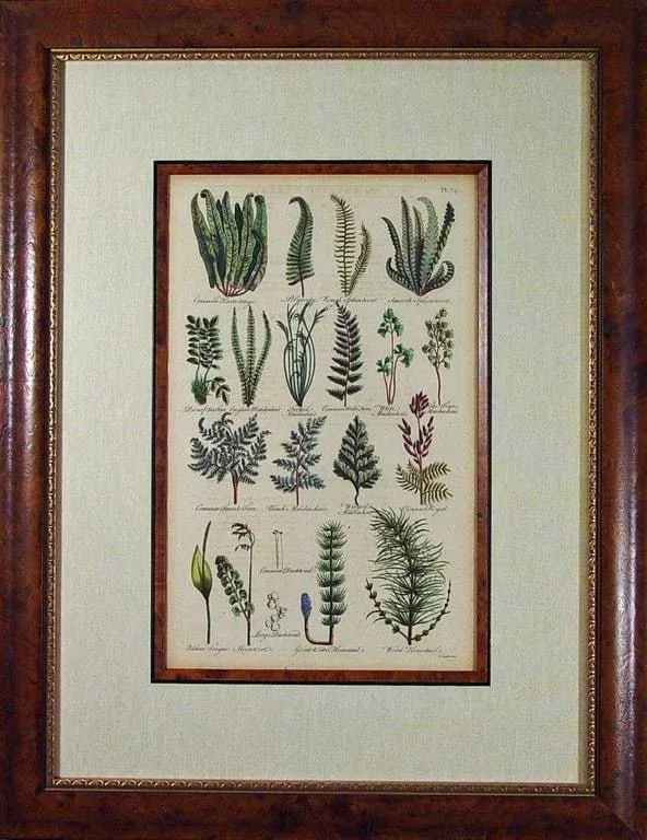 John Parkinson 17th Century Botanical Engravings of Mosses & Ferns - a Pair - 6