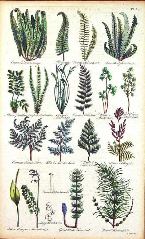 John Parkinson 17th Century Botanical Engravings of Mosses & Ferns - a Pair - 7