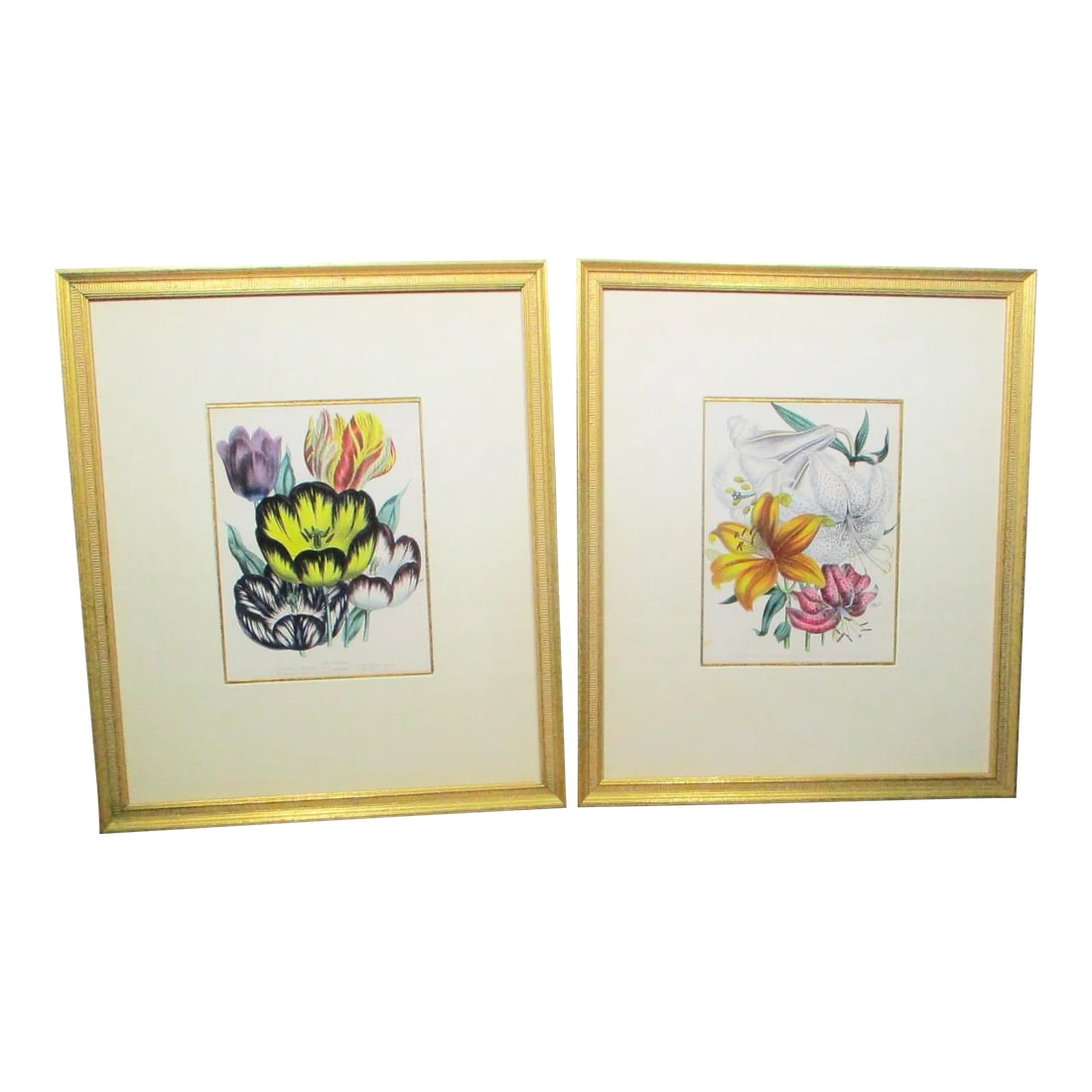 1841 English Botanical Hand-Colored Lithographs - Set of 2 (1 of 10)