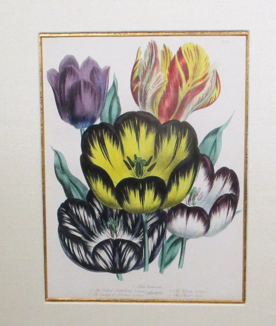 1841 English Botanical Hand-Colored Lithographs - Set of 2 - 3