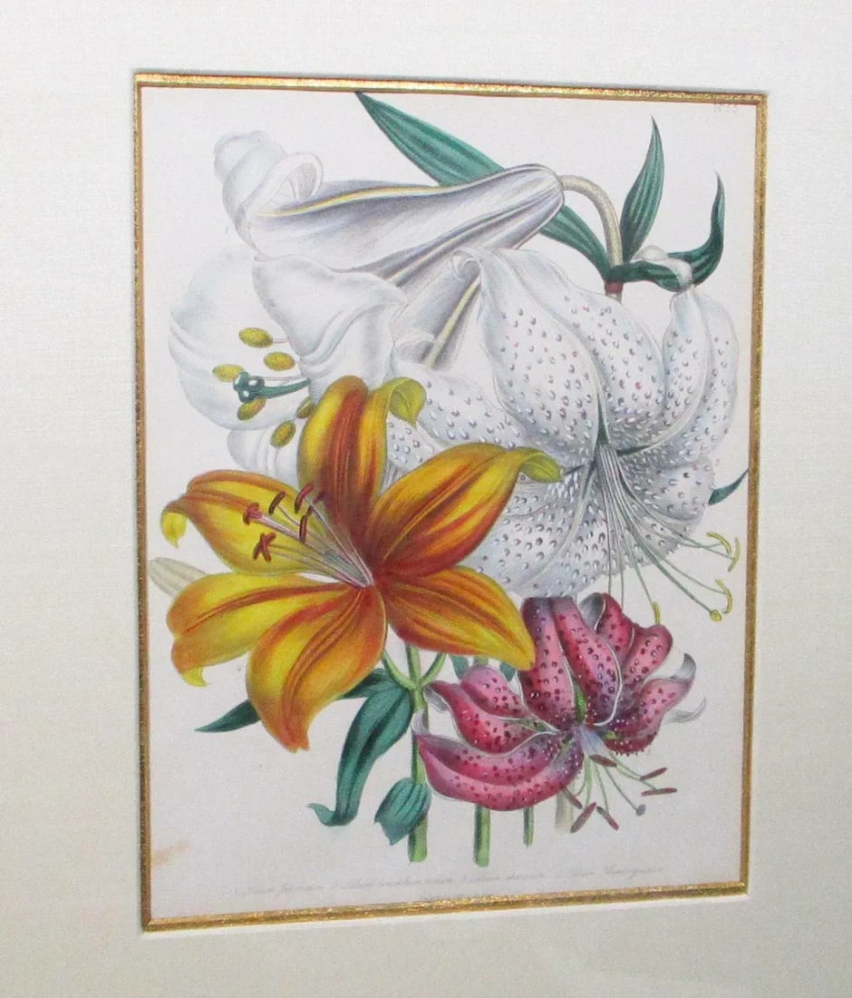 1841 English Botanical Hand-Colored Lithographs - Set of 2 - 4