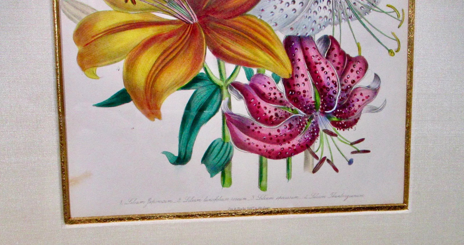 1841 English Botanical Hand-Colored Lithographs - Set of 2 - 5