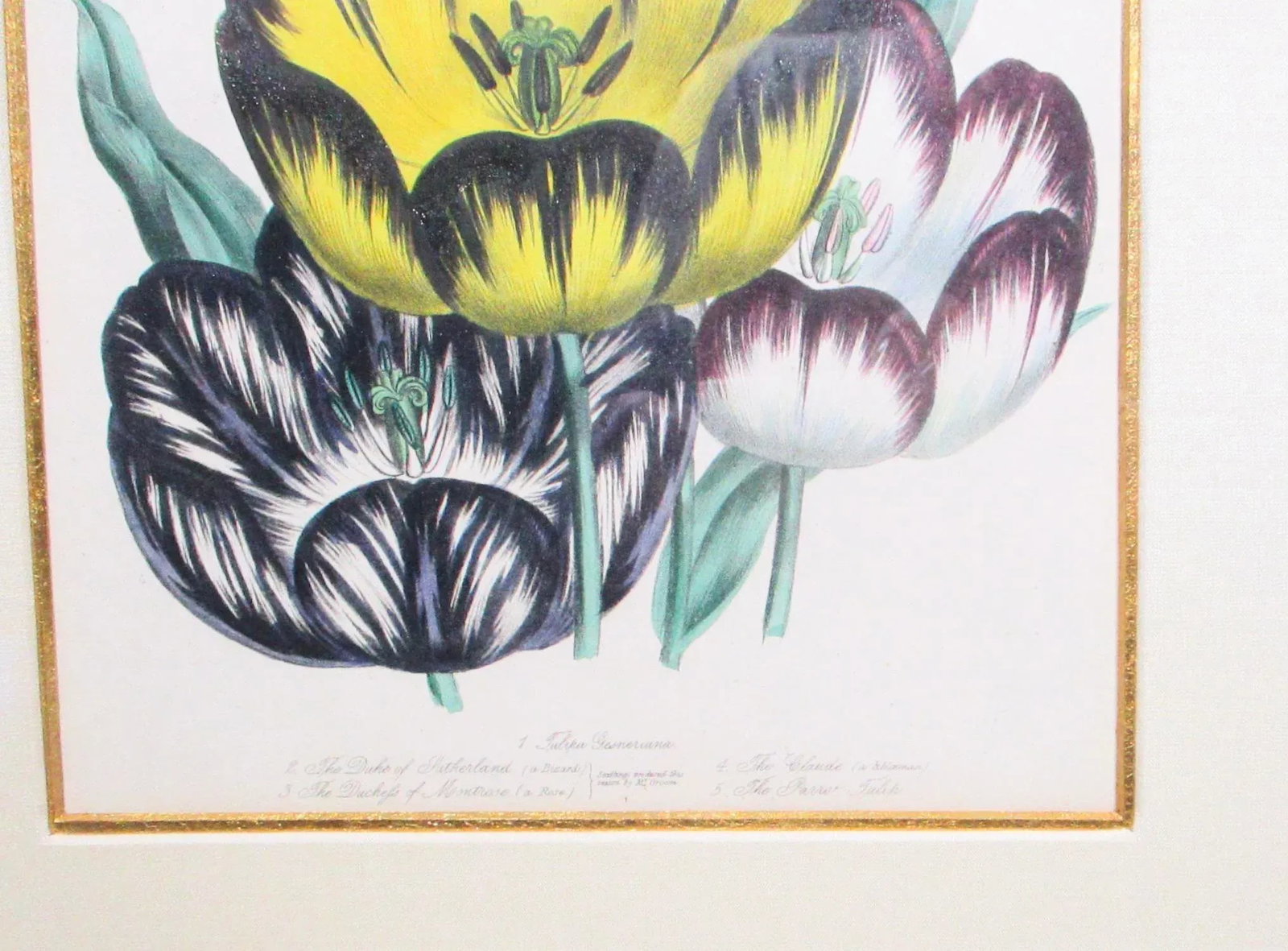 1841 English Botanical Hand-Colored Lithographs - Set of 2 - 6