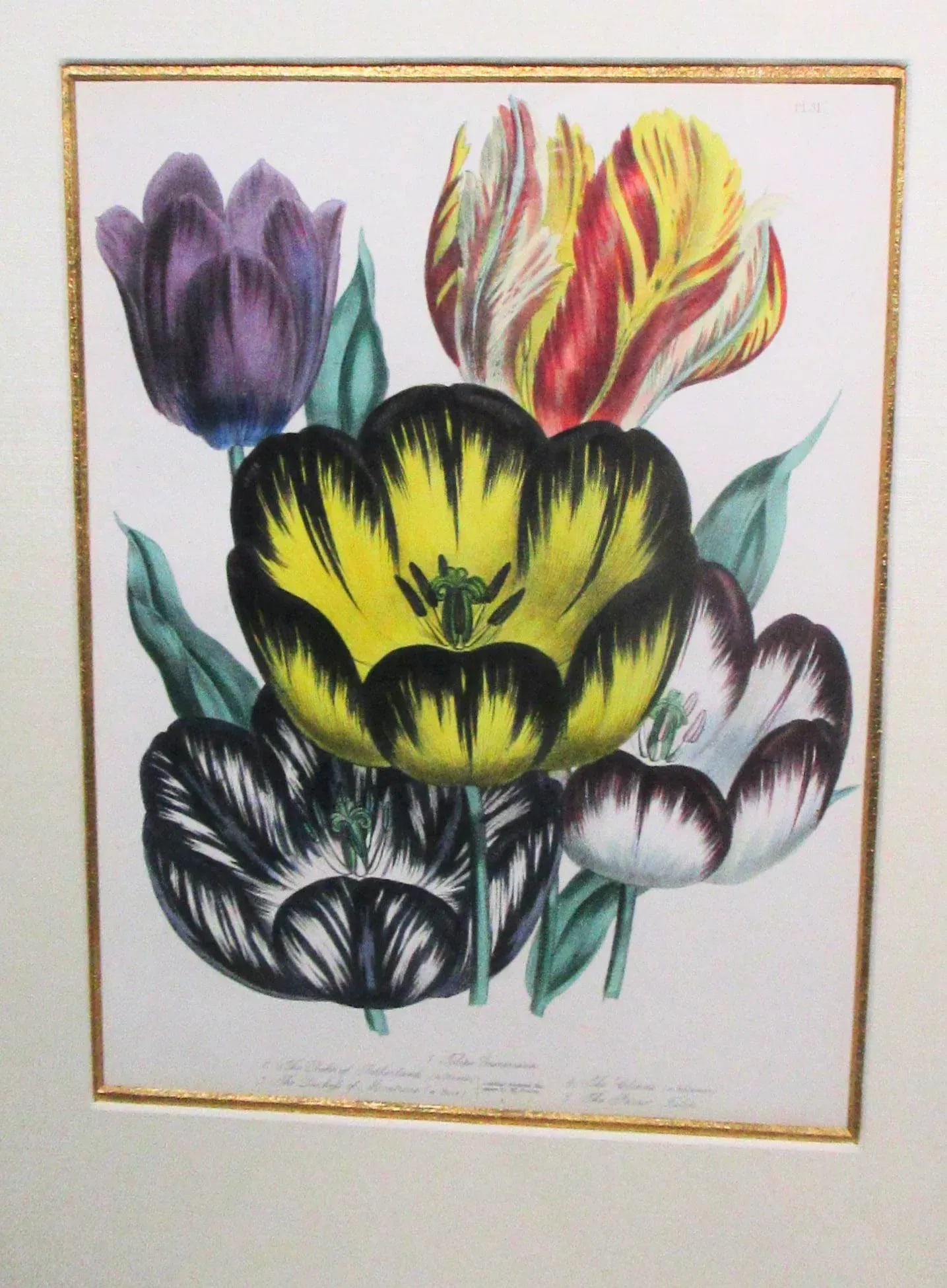 1841 English Botanical Hand-Colored Lithographs - Set of 2 - 7