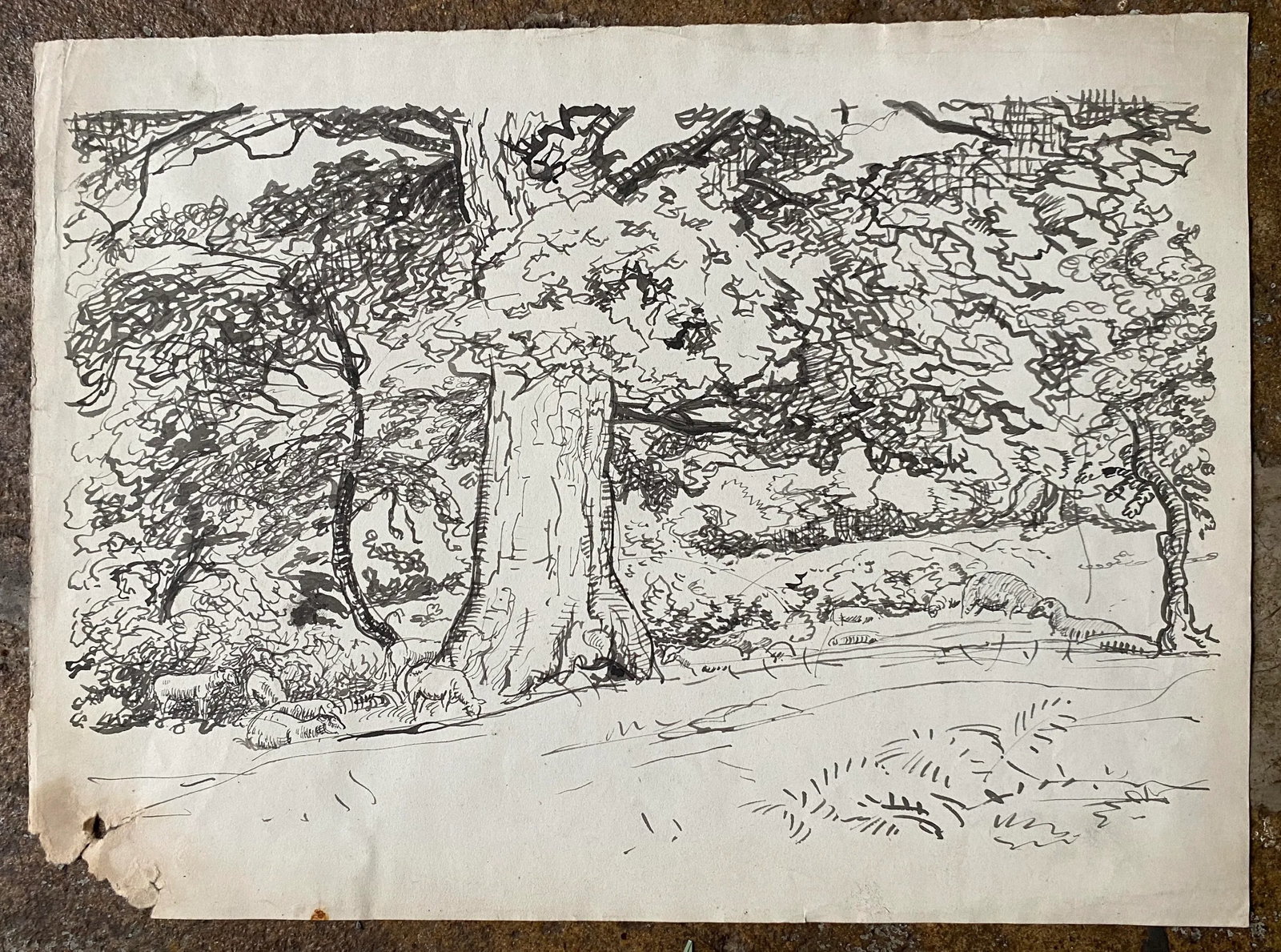 Harold Hope Read Sheep in Landscape English Drawing - 2