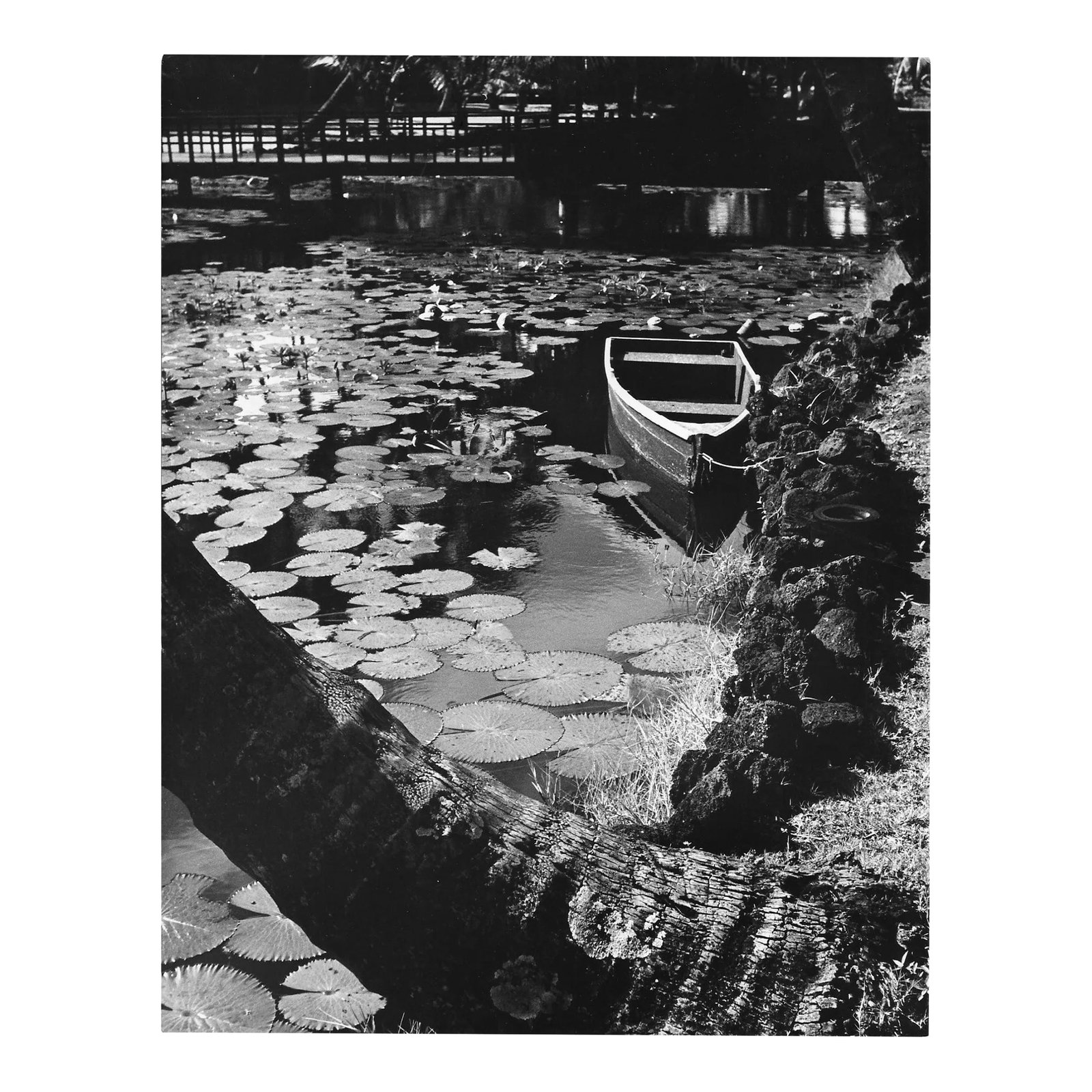 1972 Kauai Hawaii Landscape Photograph: 1972 black and white photog by Los Angeles, California photographer Don Ware of the grounds of the Coco Palms Hotel in Kauai. Titled, dated and bearing Ware's studio stamp on the back. Combined shippi