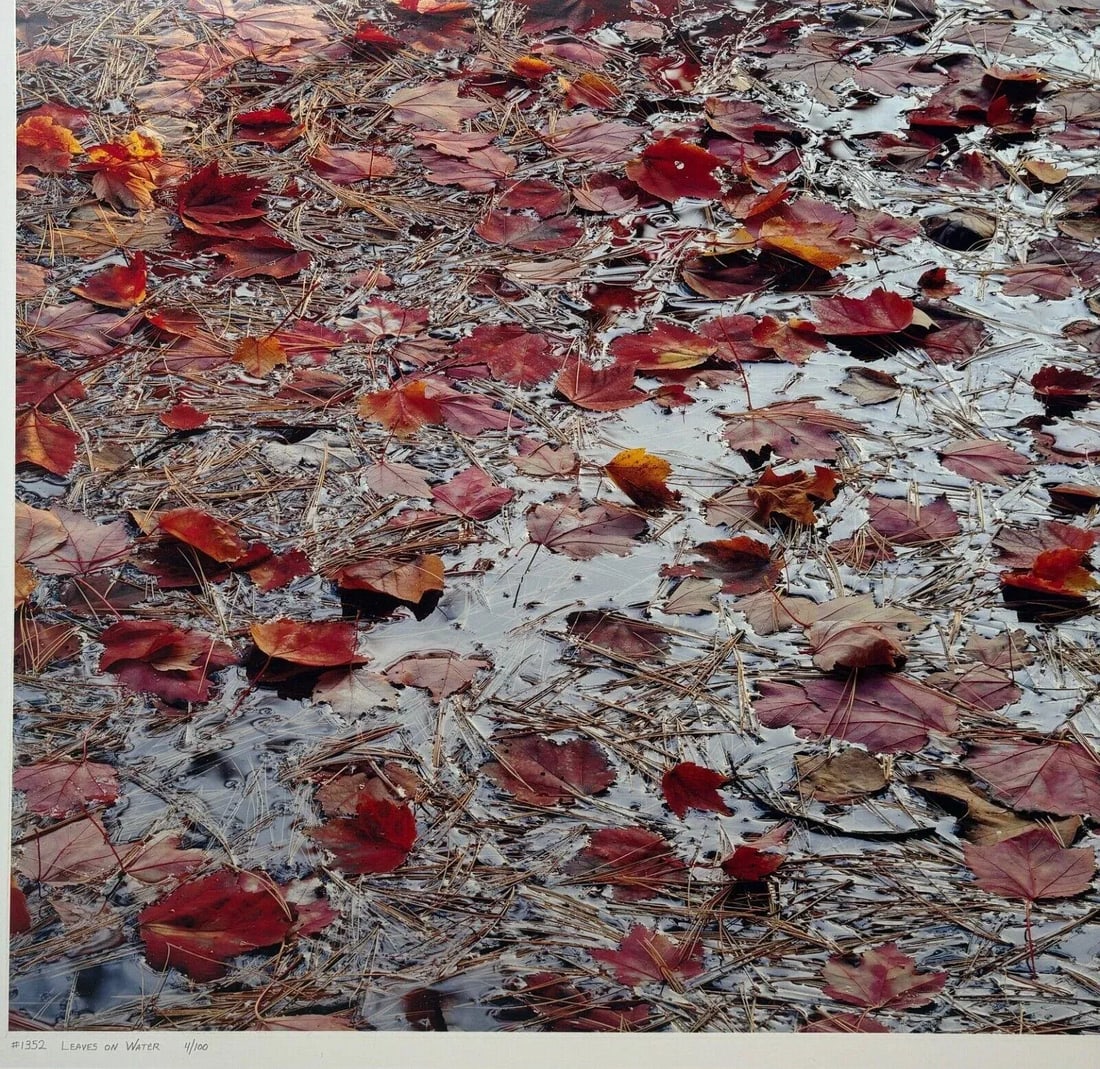 Original John Wawrzonek 'leaves on Water' Autumn Red Landscape Signed Photograph - 12