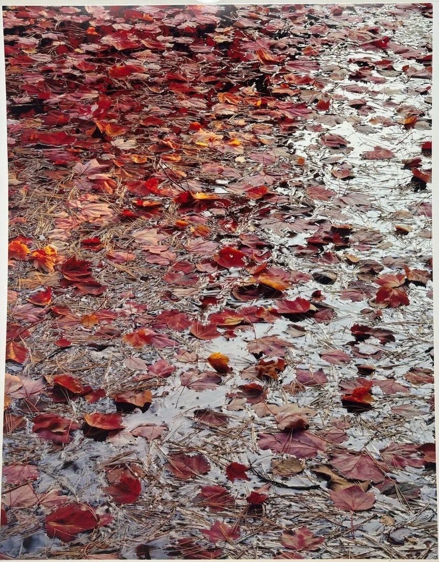 Original John Wawrzonek 'leaves on Water' Autumn Red Landscape Signed Photograph - 3