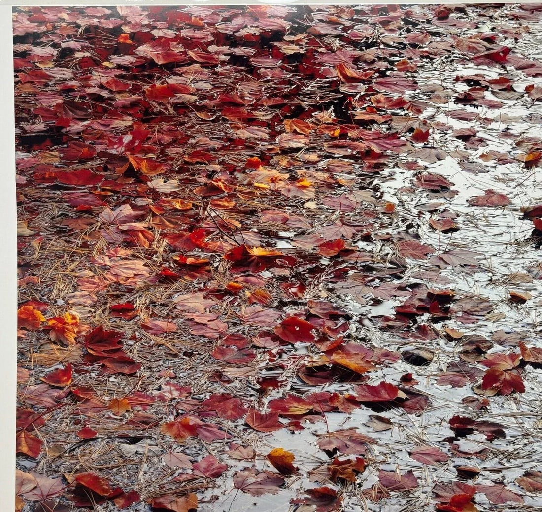 Original John Wawrzonek 'leaves on Water' Autumn Red Landscape Signed Photograph - 4