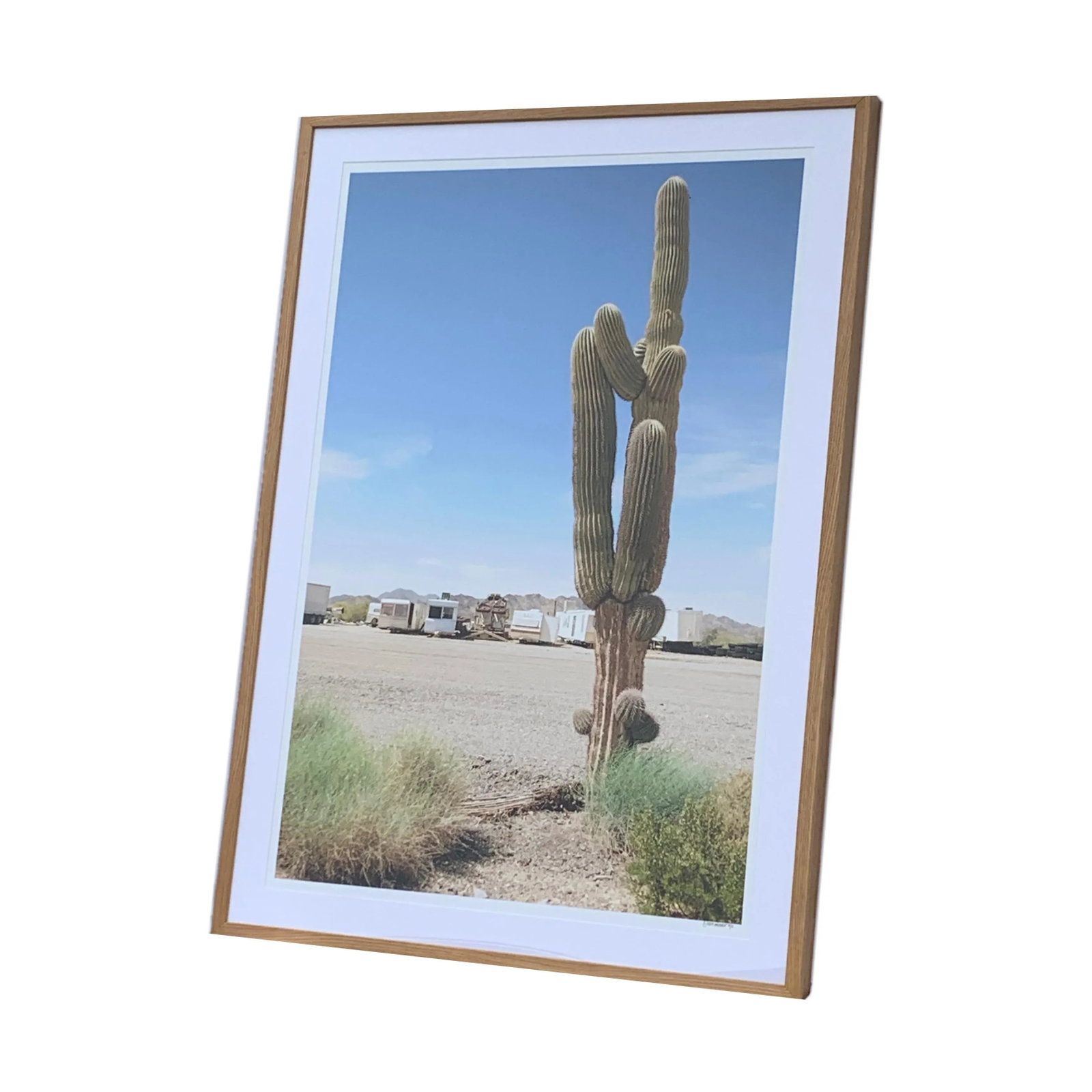 Original Cactus Color Photography Signed and Numbered - 2