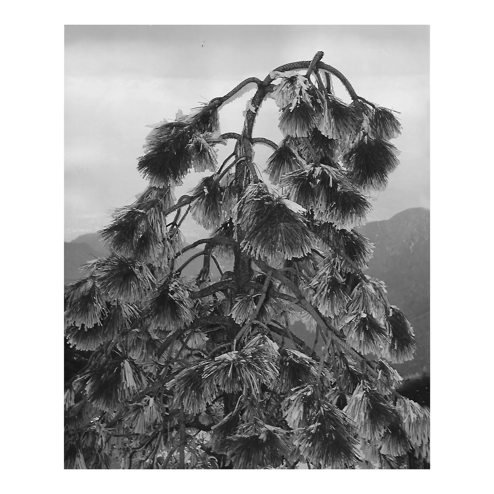 1970s Mount Wilson Botanical Photograph by Don Ware: 1970s black and white photograph by Los Angeles based photographer Don Ware of an evergreen on Mt. Wilson. Titled and bearing Ware's studio stamp on the back Condition: Alterations: Original Condition