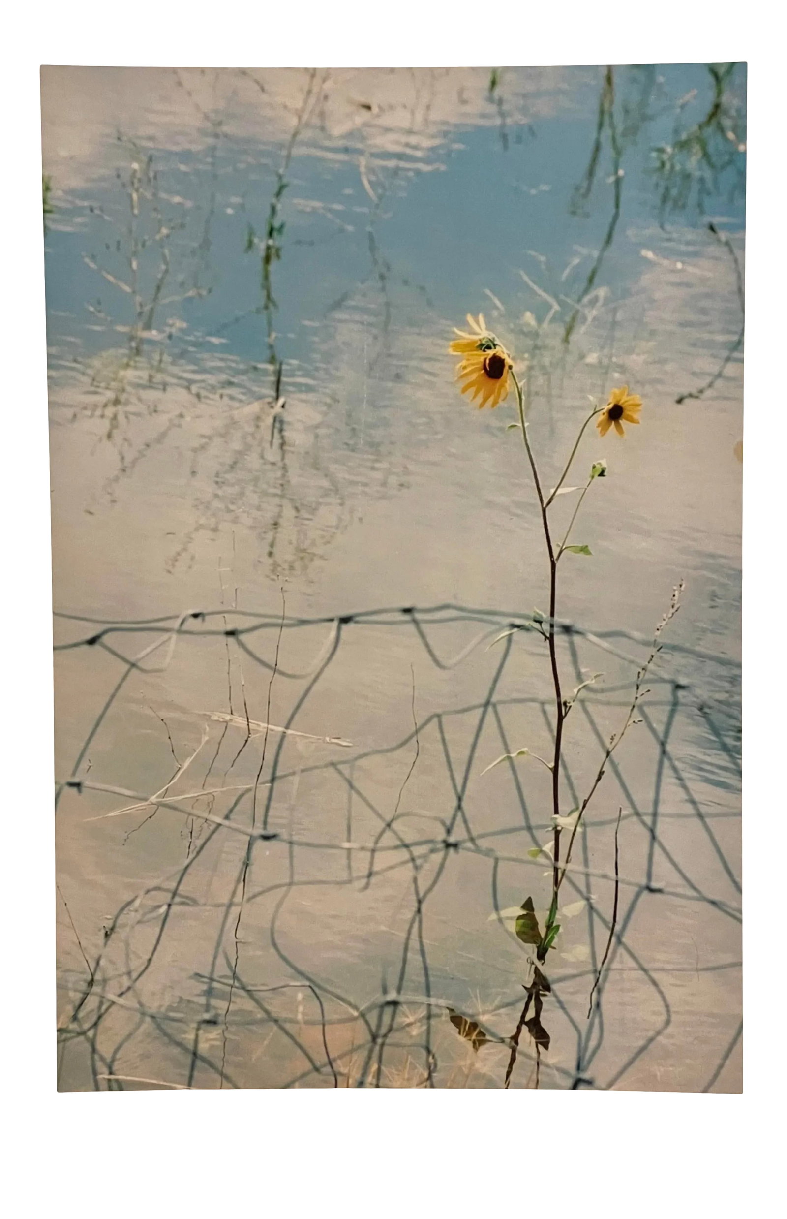 Gleb Derujinsky "Wild Sunflower" Contemporary Landscape Photograph Print: The pleasure of finally being able to go through the archive of my father, Gleb Derujinsky, and begin the task of sharing his vast imagination is a thrill. Many know his work now from his career as a