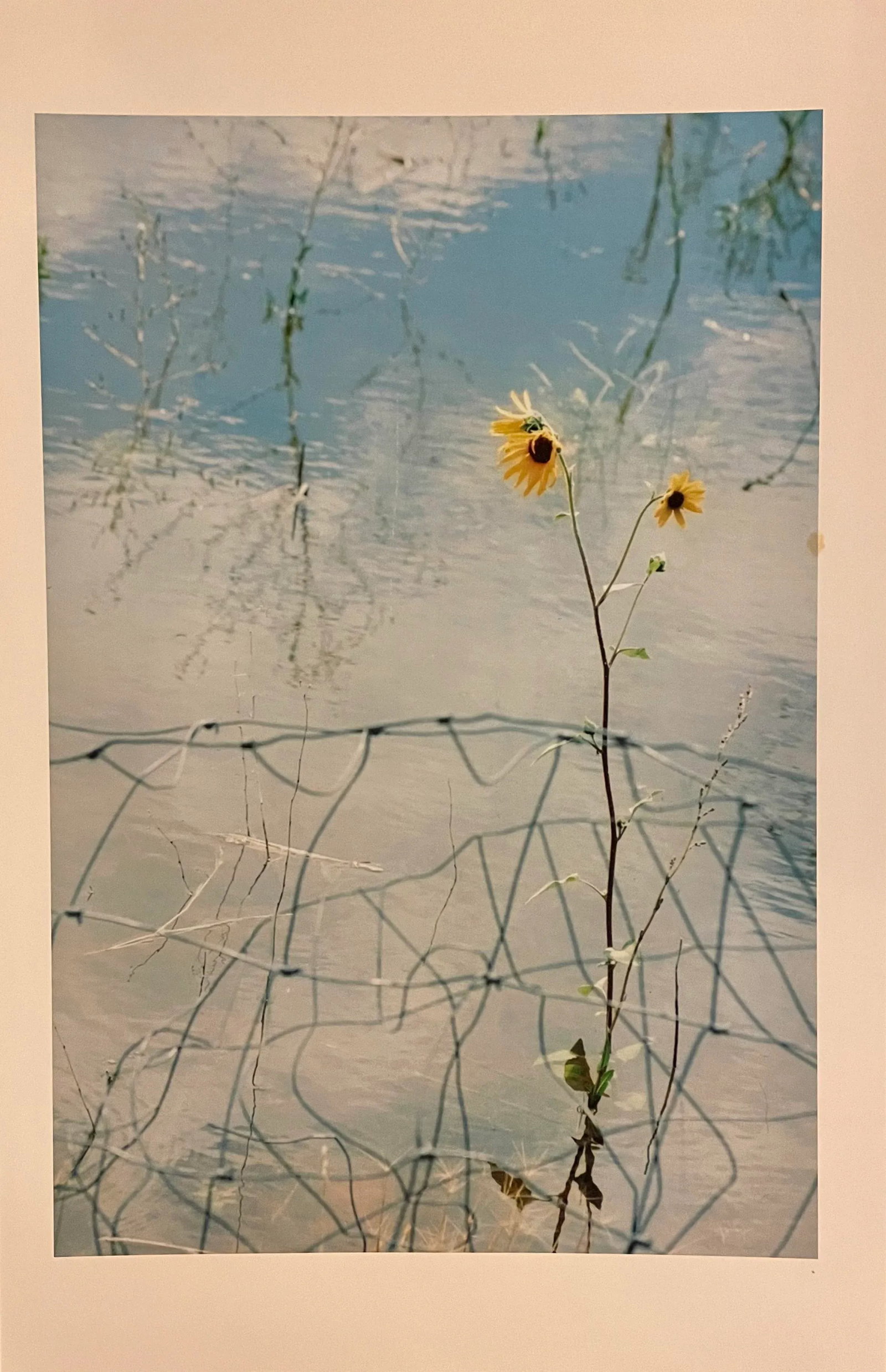 Gleb Derujinsky "Wild Sunflower" Contemporary Landscape Photograph Print - 5