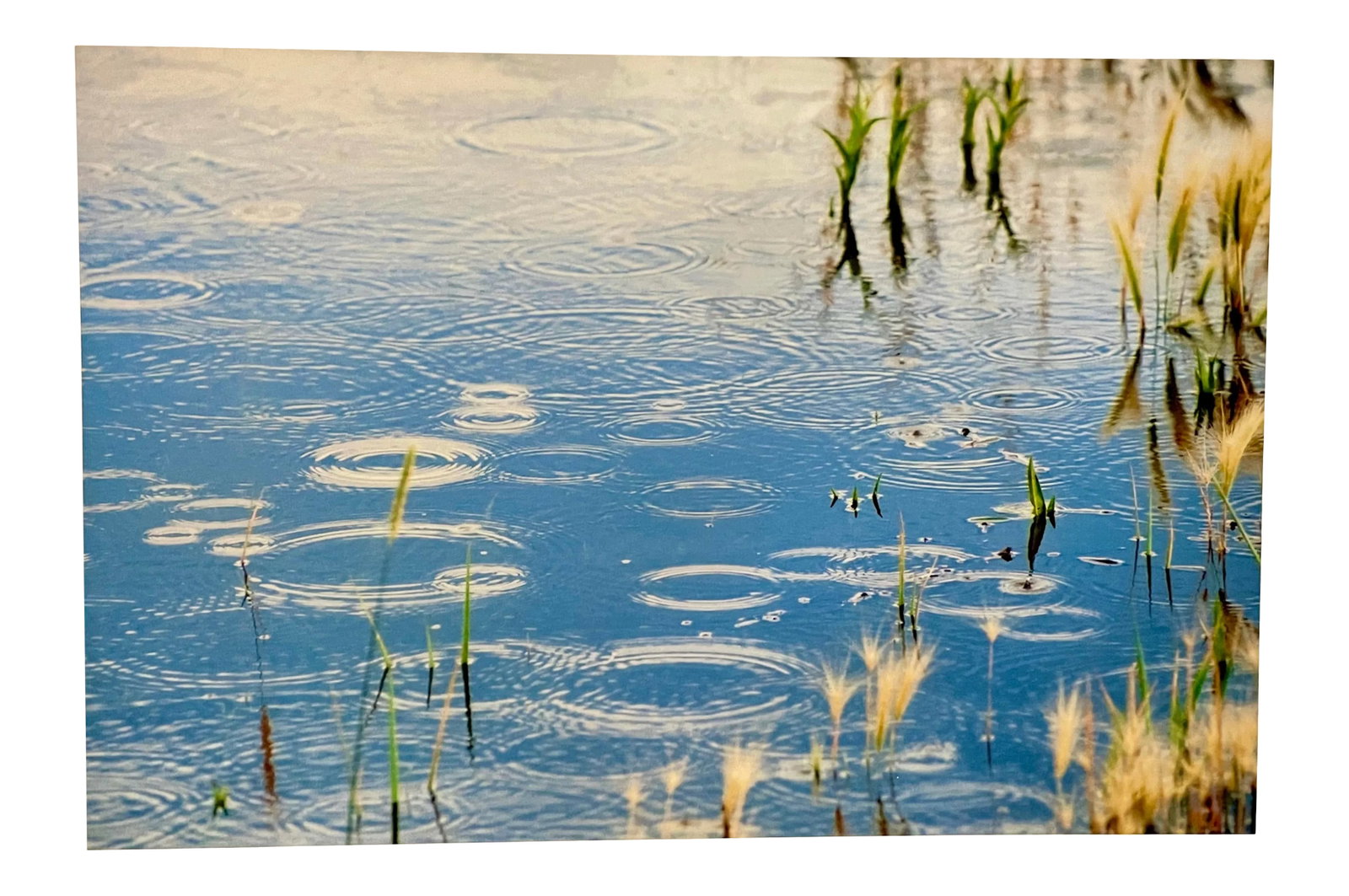Gleb Derujinsky "Pond Raindrops" Contemporary Landscape Photographic Print: The pleasure of finally being able to go through the archive of my father, Gleb Derujinsky, and begin the task of sharing his vast imagination is a thrill. Many know his work now from his career as a 