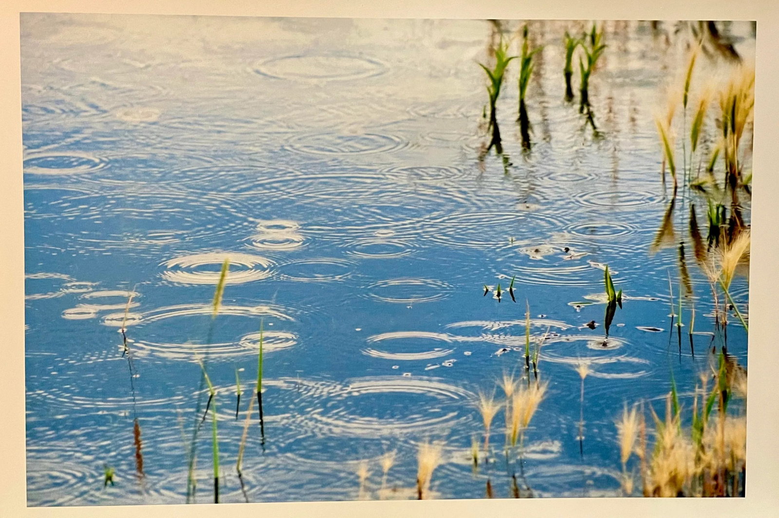 Gleb Derujinsky "Pond Raindrops" Contemporary Landscape Photographic Print - 5