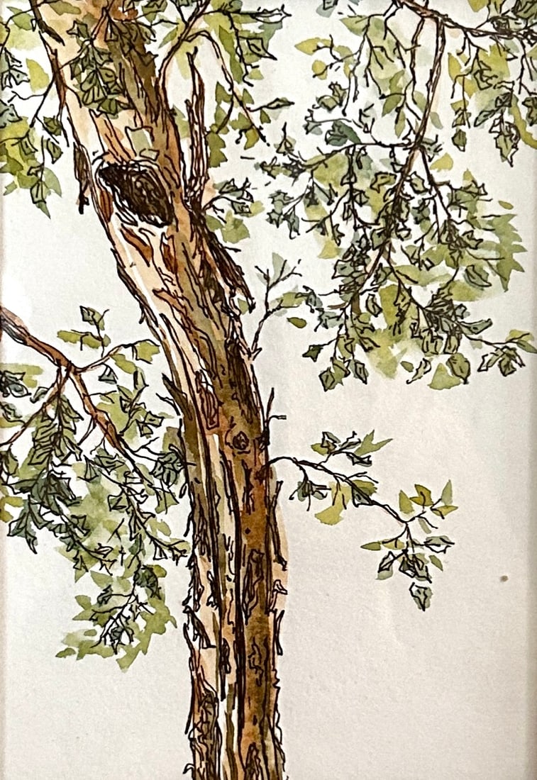 Original Watercolor Small Painting "Eucalyptus Tree" Framed - 2