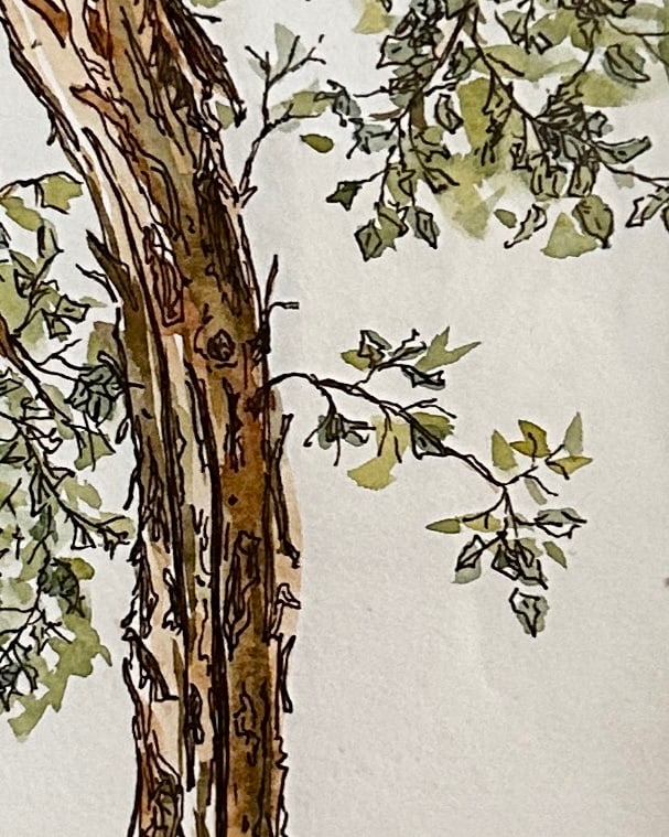 Original Watercolor Small Painting "Eucalyptus Tree" Framed - 4