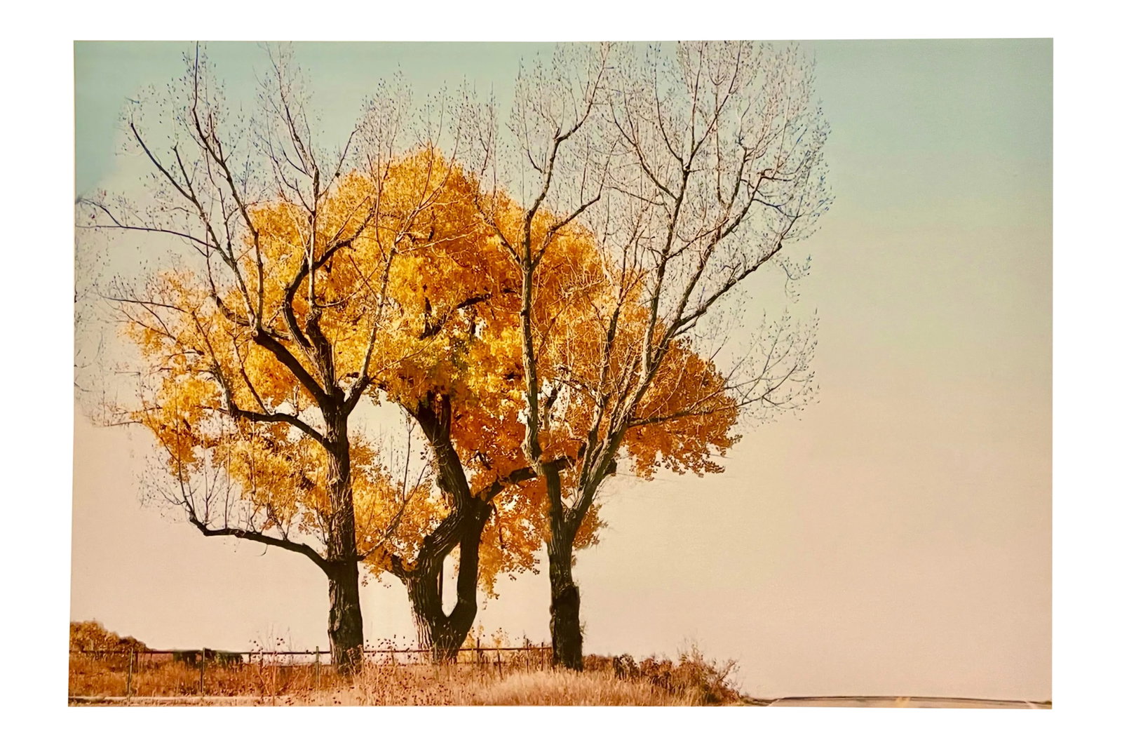 Gleb Derujinsky "Yellow Tree" Contemporary Landscape Photograph Print: The thrill of finally being able to go through the archive of my father and begin the task of sharing the vast imagination of Gleb Derujinsky is a thrill. Many know his work now from his career as a f