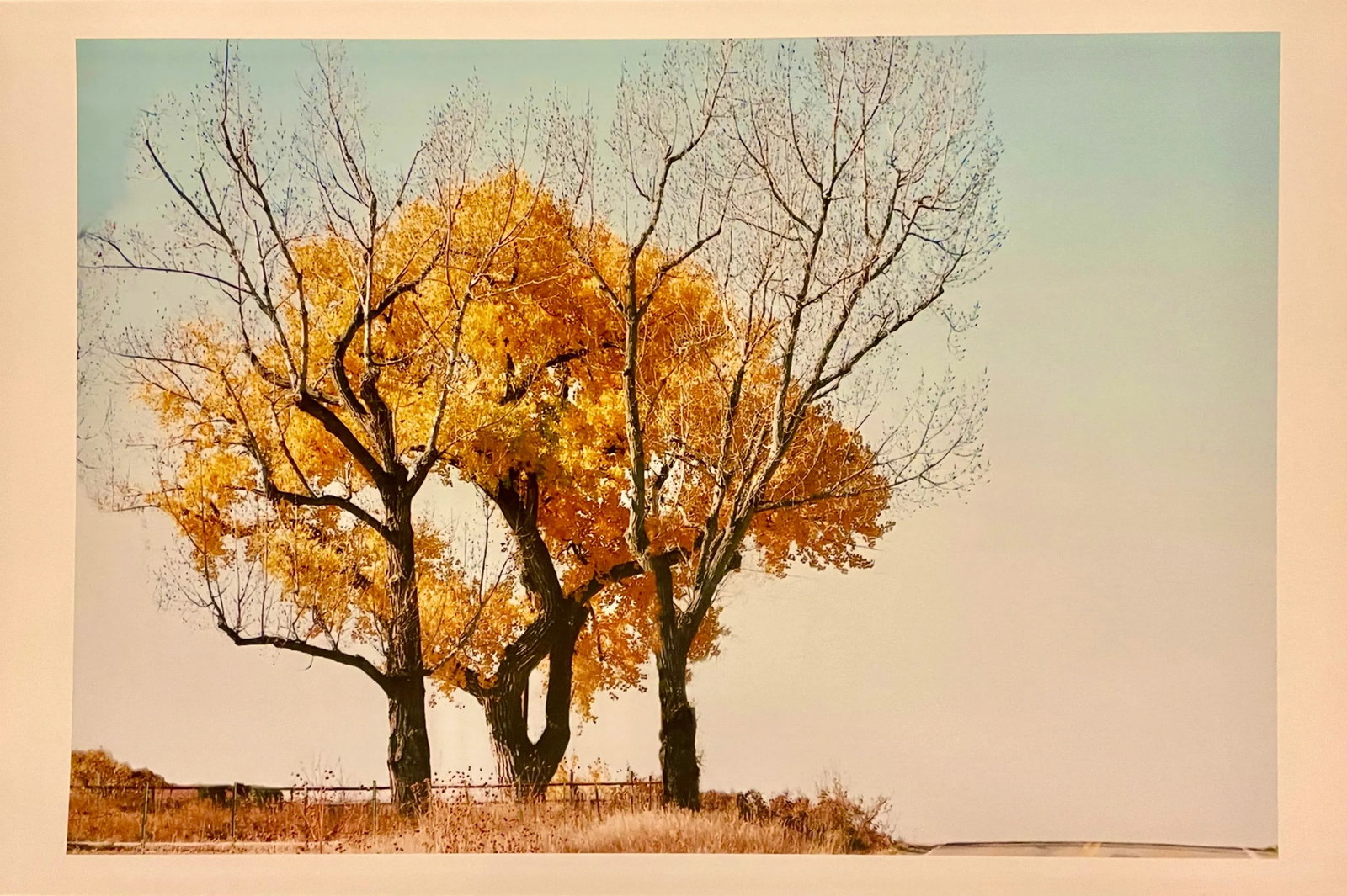 Gleb Derujinsky "Yellow Tree" Contemporary Landscape Photograph Print - 5