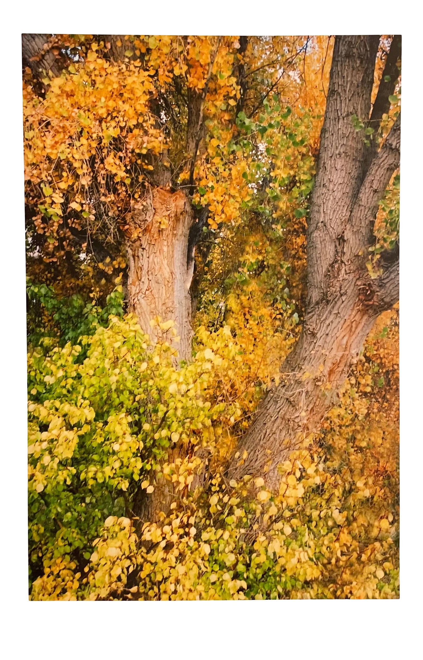 Gleb Derujinsky "Yellow Tree 4" Contemporary Landscape Photograph Print: The pleasure of finally being able to go through the archive of my father, Gleb Derujinsky, and begin the task of sharing his vast imagination is a thrill. Many know his work now from his career as a 