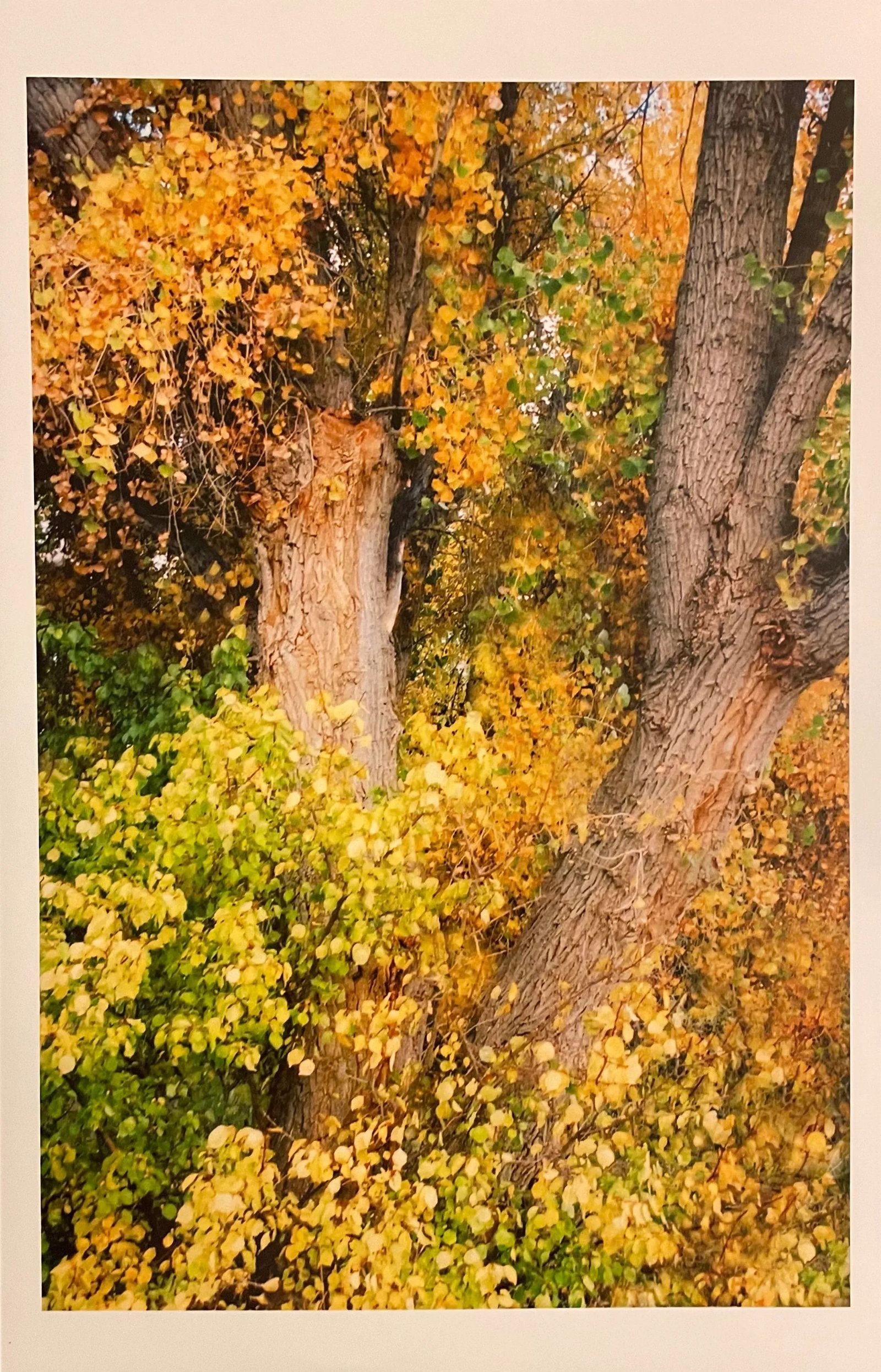 Gleb Derujinsky "Yellow Tree 4" Contemporary Landscape Photograph Print - 5