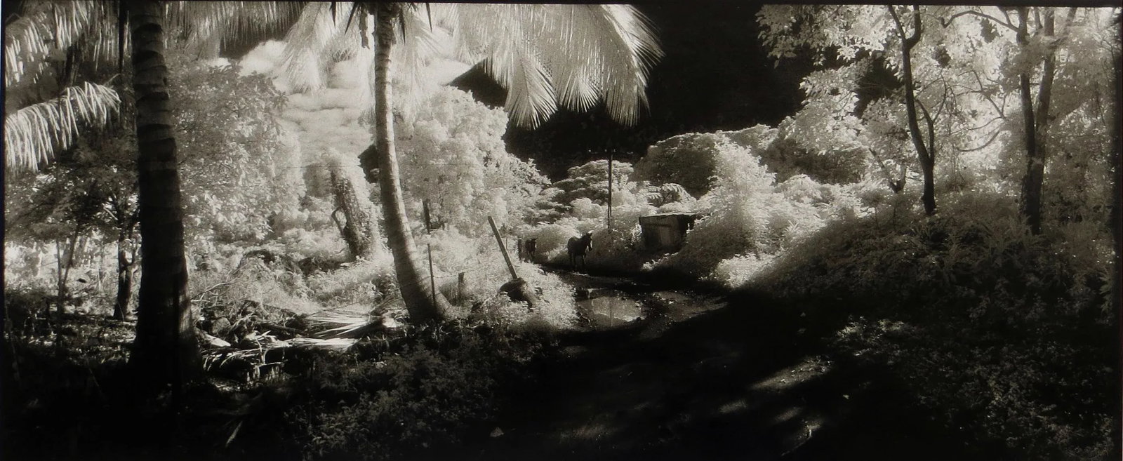 1980s "Waipio Valley, Hawaii" Silver Gelatin Photograph by Geir Jordahl, Framed - 3