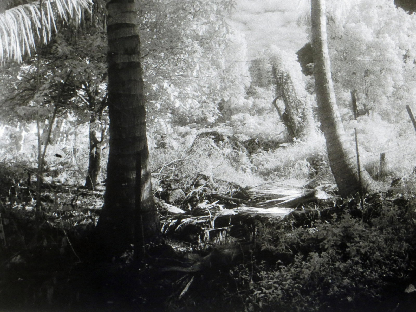 1980s "Waipio Valley, Hawaii" Silver Gelatin Photograph by Geir Jordahl, Framed - 4
