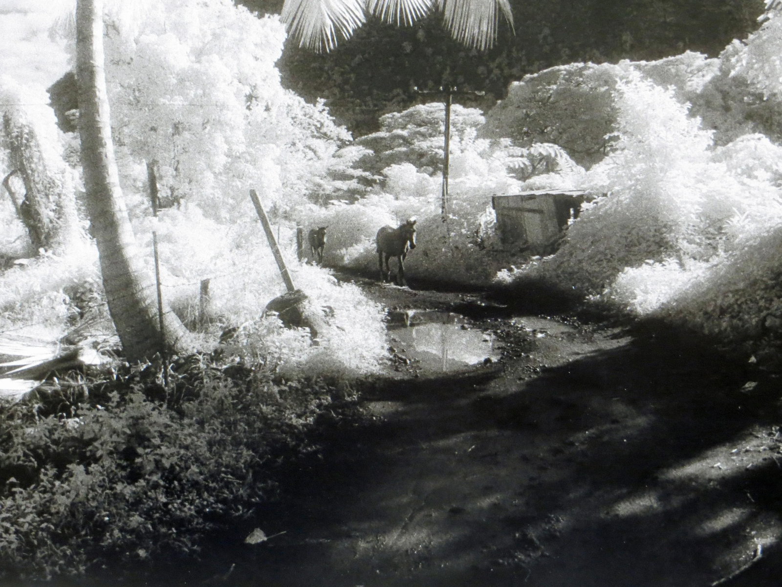 1980s "Waipio Valley, Hawaii" Silver Gelatin Photograph by Geir Jordahl, Framed - 5