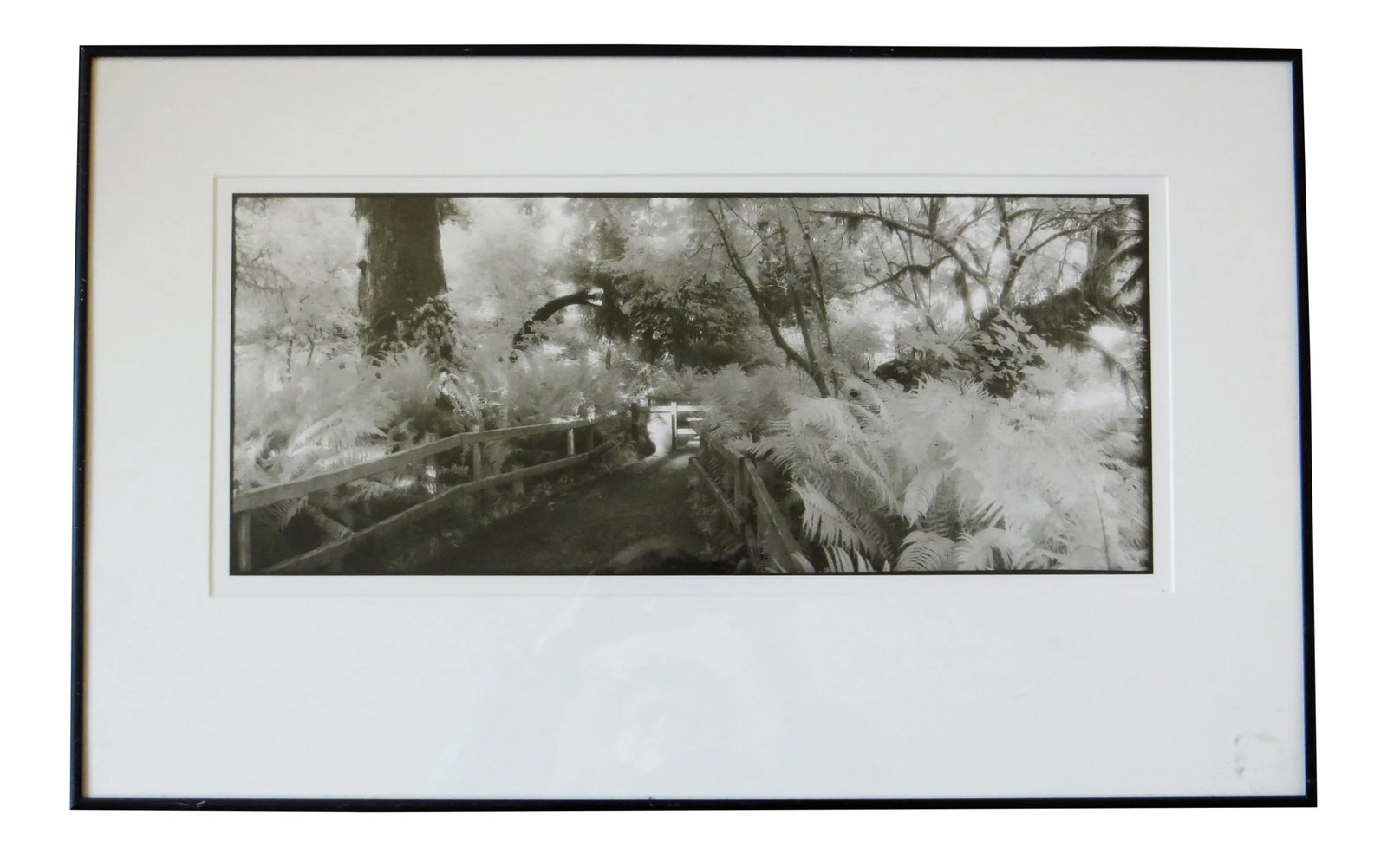 1980s "Prehistoric Rain Forest, Oregon" Silver Gelatin Photograph by Geir Jordahl, Framed: Artist: Geir Jordahl - American (1957- ) Title: Prehistoric Rain Forest, Oregon Year: 1988 Medium: Silver Gelatin photograph using infrared film Sight size: 8 x 19.75 inches. Framed size: 16.25 x