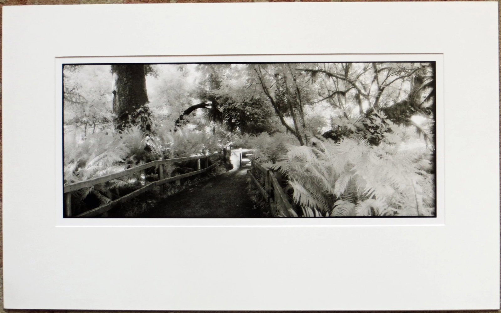1980s "Prehistoric Rain Forest, Oregon" Silver Gelatin Photograph by Geir Jordahl, Framed - 2