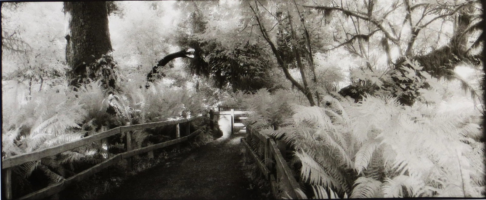 1980s "Prehistoric Rain Forest, Oregon" Silver Gelatin Photograph by Geir Jordahl, Framed - 3