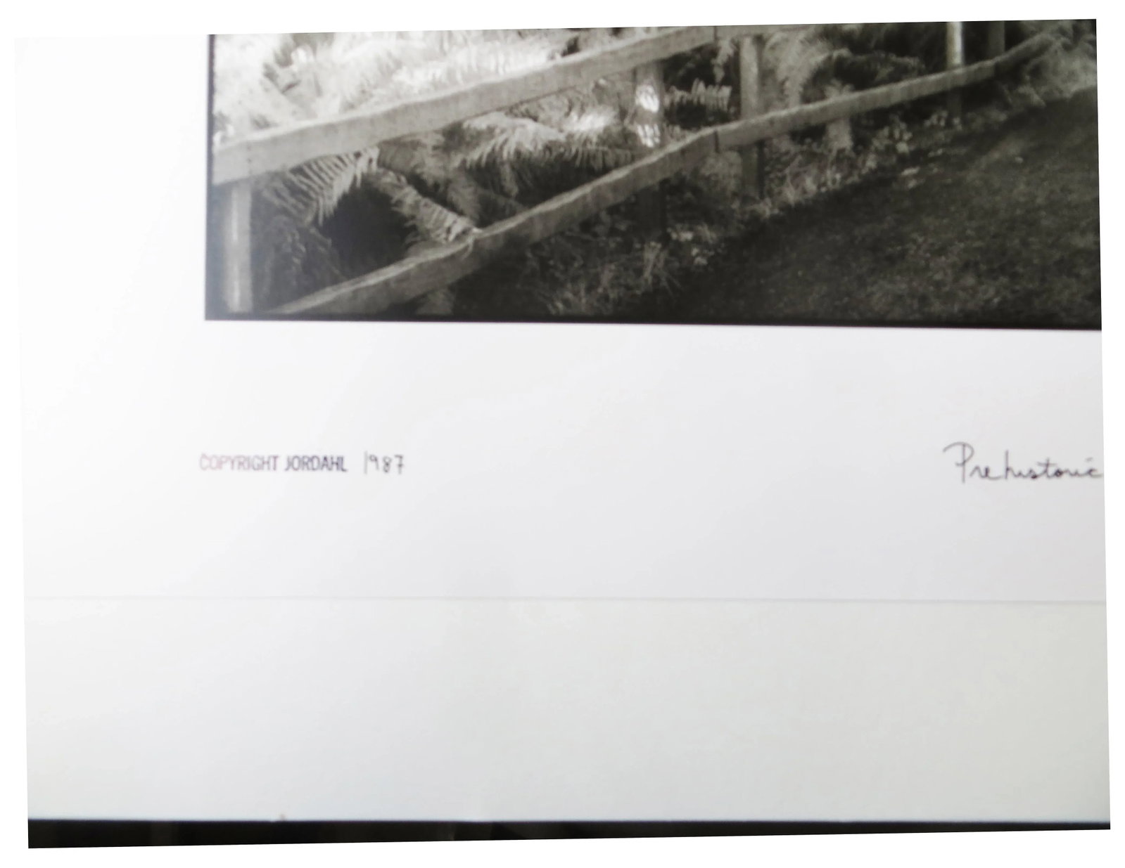 1980s "Prehistoric Rain Forest, Oregon" Silver Gelatin Photograph by Geir Jordahl, Framed - 5