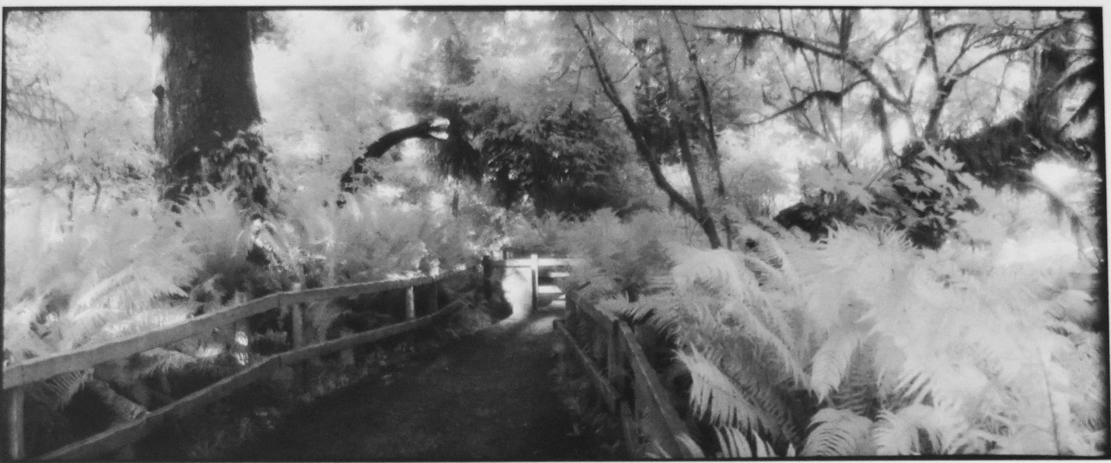 1980s "Prehistoric Rain Forest, Oregon" Silver Gelatin Photograph by Geir Jordahl, Framed - 8