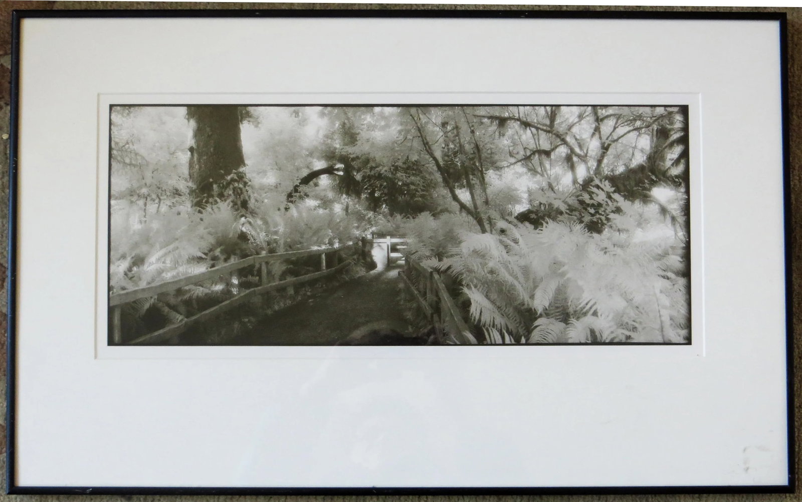 1980s "Prehistoric Rain Forest, Oregon" Silver Gelatin Photograph by Geir Jordahl, Framed - 9