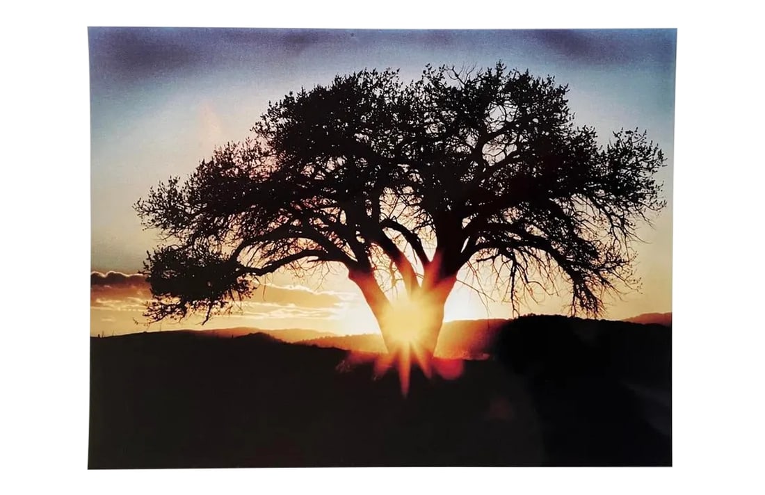 Sun Beam Through the Tree Crook Contemporary Landscape Color Photograph From the Estate of Gleb De: The pleasure of finally being able to go through the archive of my father, Gleb Derujinsky, and begin the task of sharing his vast imagination is a thrill. Many know his work now from his career as a 