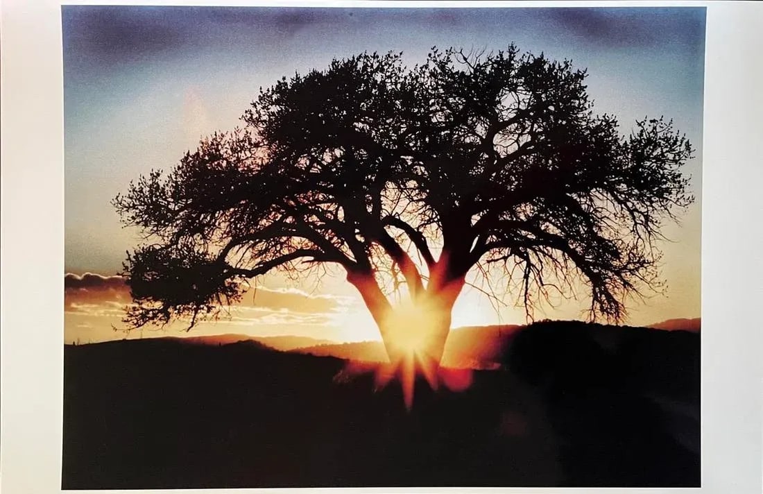 Sun Beam Through the Tree Crook Contemporary Landscape Color Photograph From the Estate of Gleb De - 2