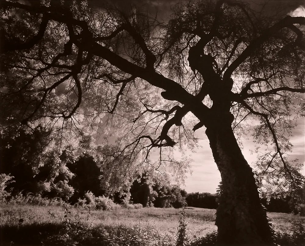 Summerfield Infrared Sepia Toned Photograph From Film by Gary Bartoloni: Summerfield is a sepia toned, infrared photograph from film and was printed by the artist c. 1989 and is a 16" h x20" w image and matted to 20" h x 24" w. It is 1/250 and signed and numbered on the