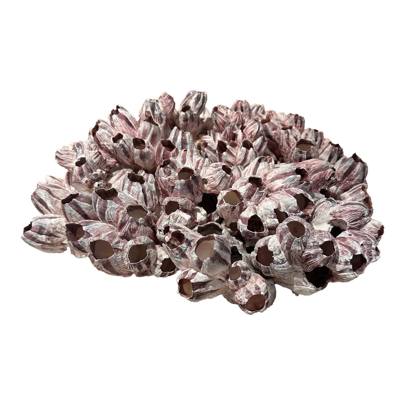 Vintage Pink Barnacles: Natural sculpture of gaint pink striped barnacles is perfect any table or sideboard accessories. Clean and solid. Condition: Alterations: Original Condition Unaltered Imperfections: Some