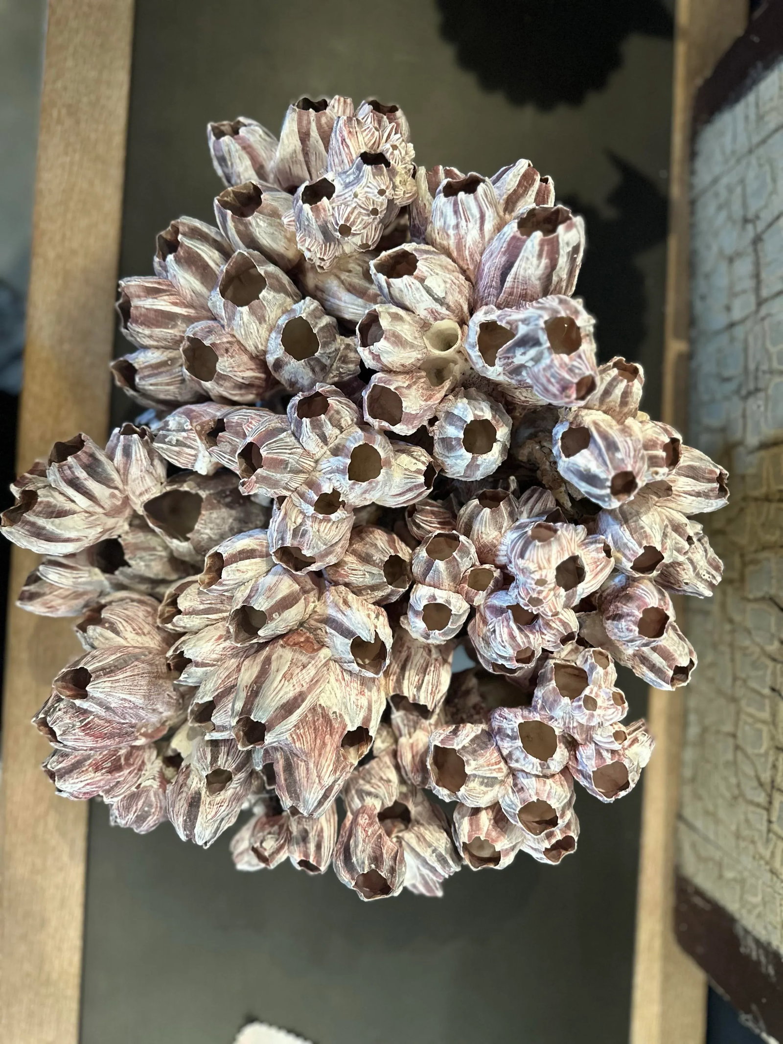 Vintage Pink Barnacles - 2