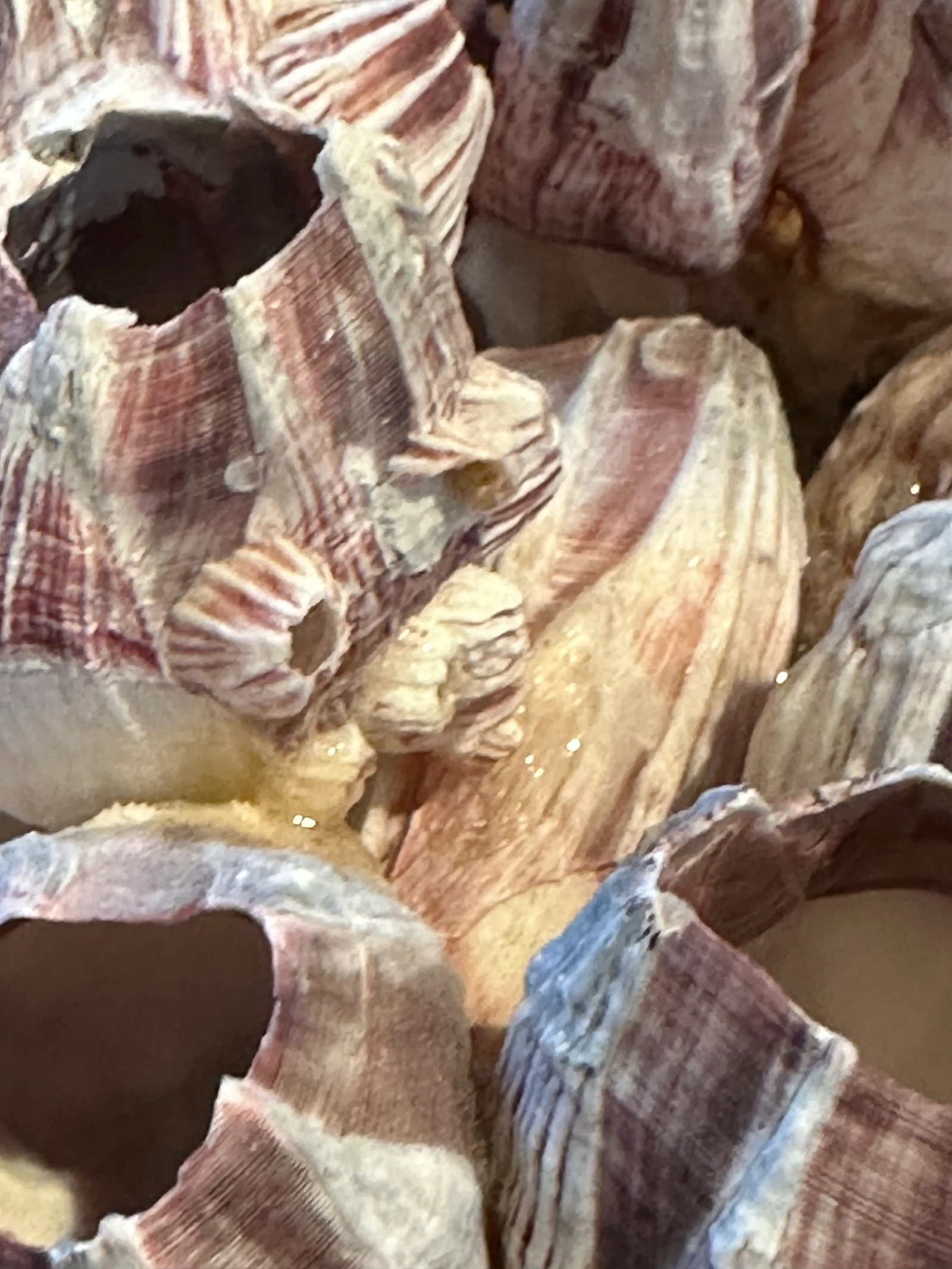 Vintage Pink Barnacles - 3