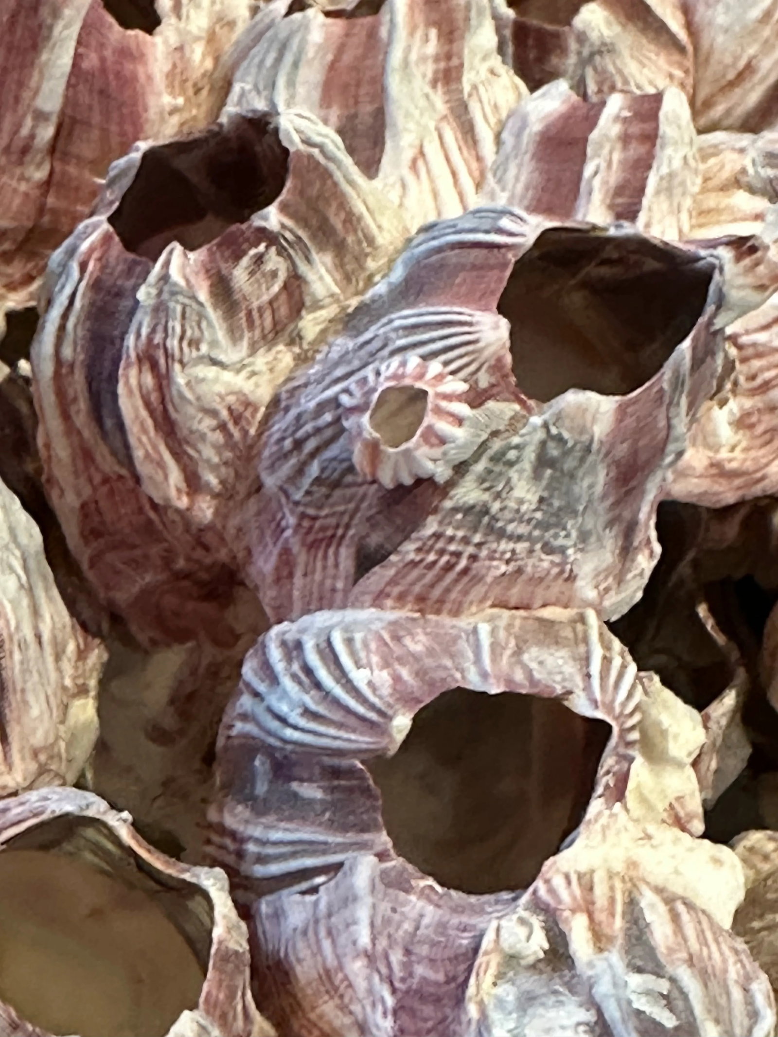 Vintage Pink Barnacles - 4