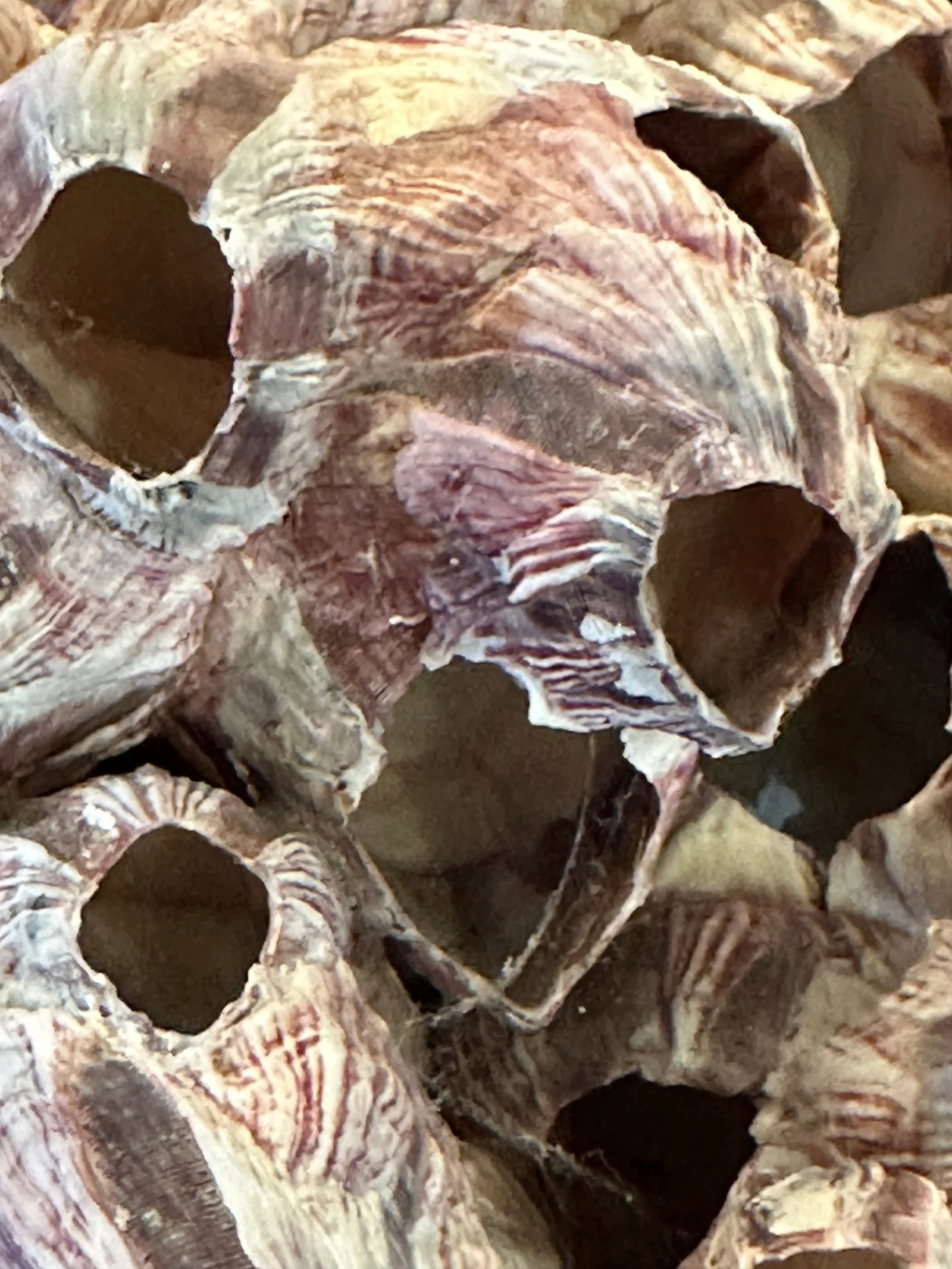 Vintage Pink Barnacles - 5