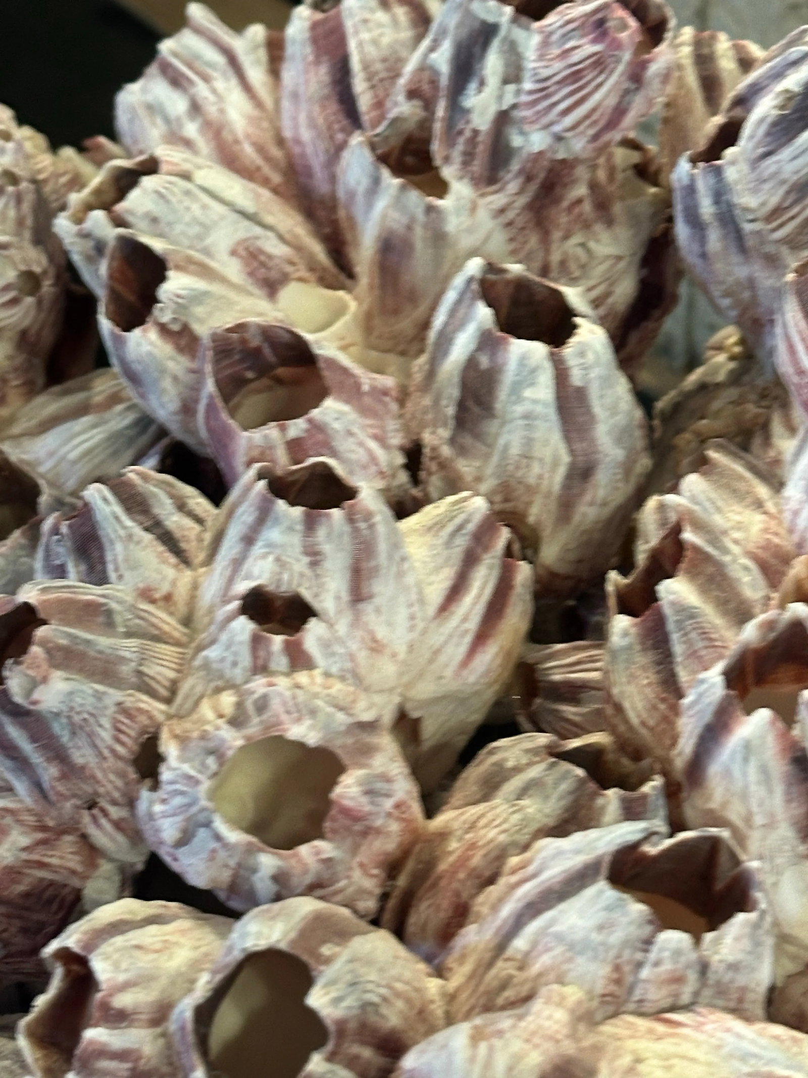 Vintage Pink Barnacles - 6
