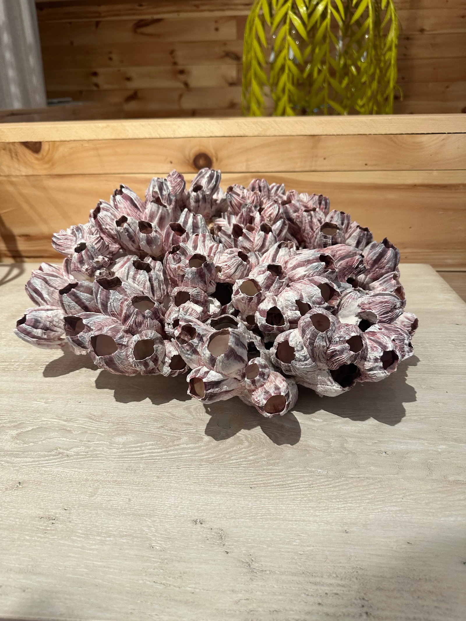 Vintage Pink Barnacles - 8