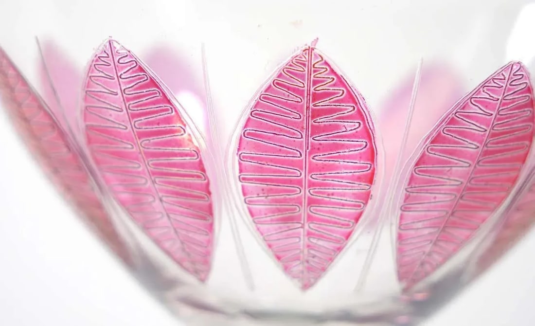 Hand Painted Crystal Champagne Coupe Service / Ten People - 10
