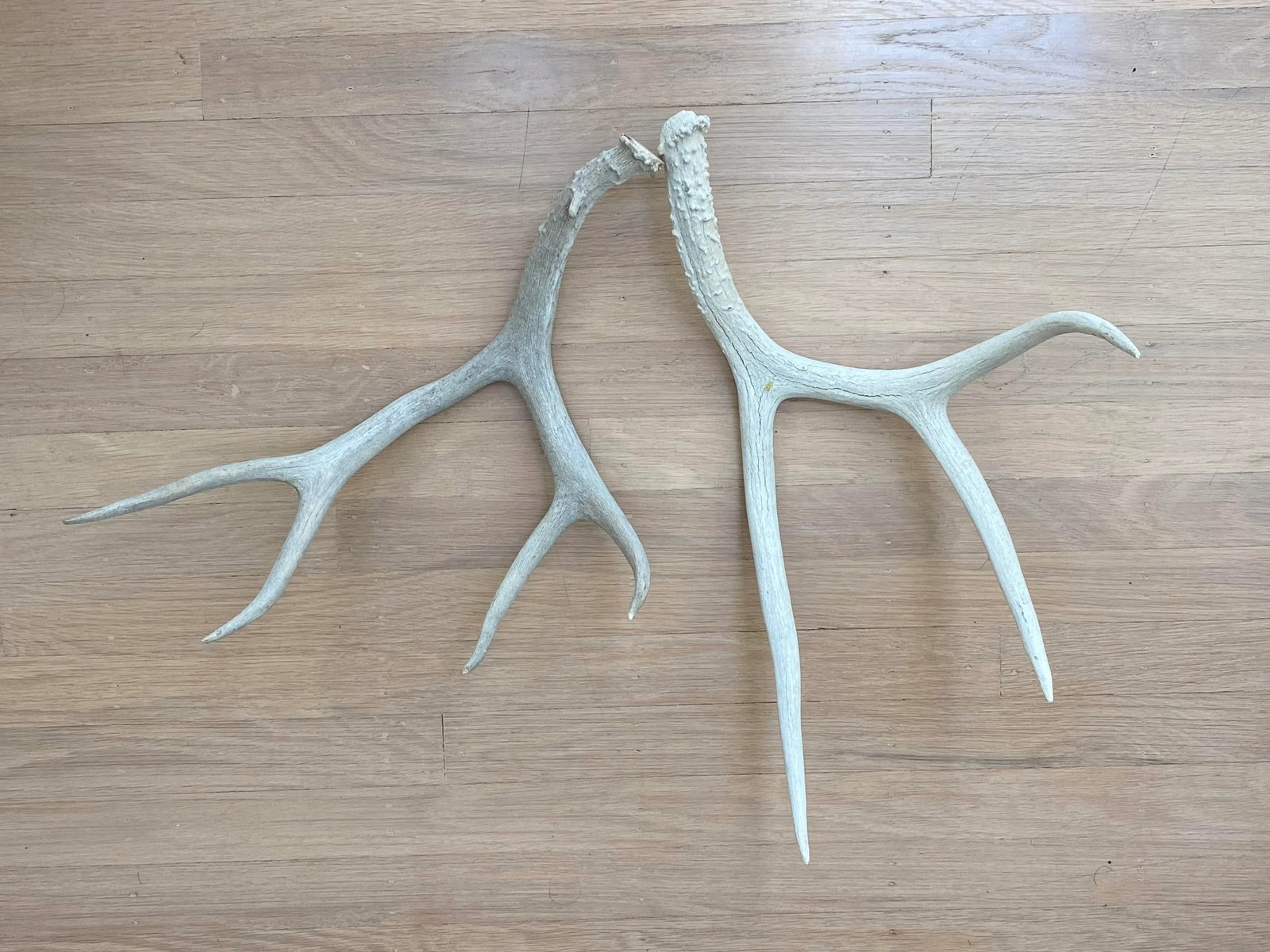 Vintage Natural Deer Antler - a Pair - 10