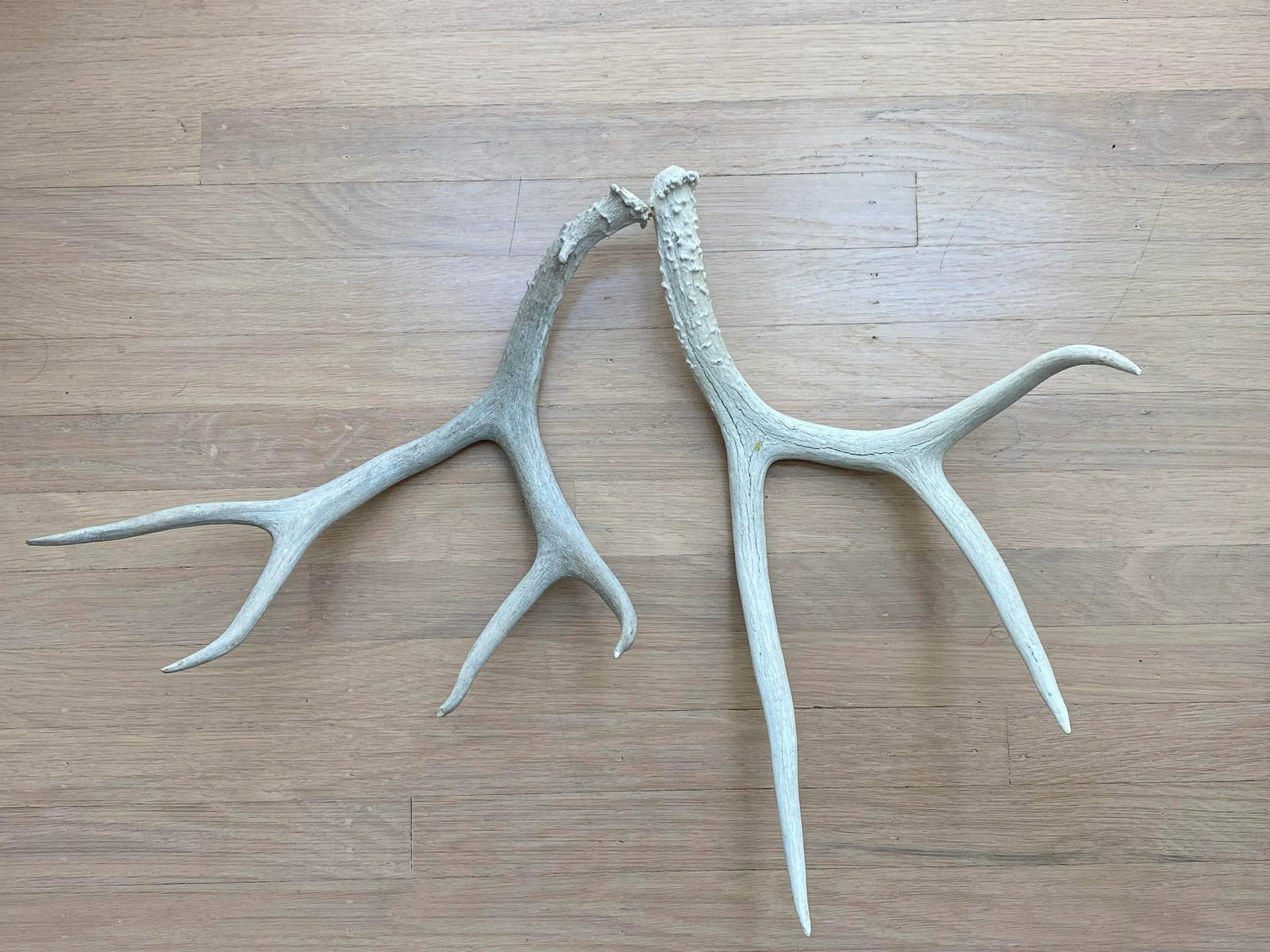 Vintage Natural Deer Antler - a Pair - 11