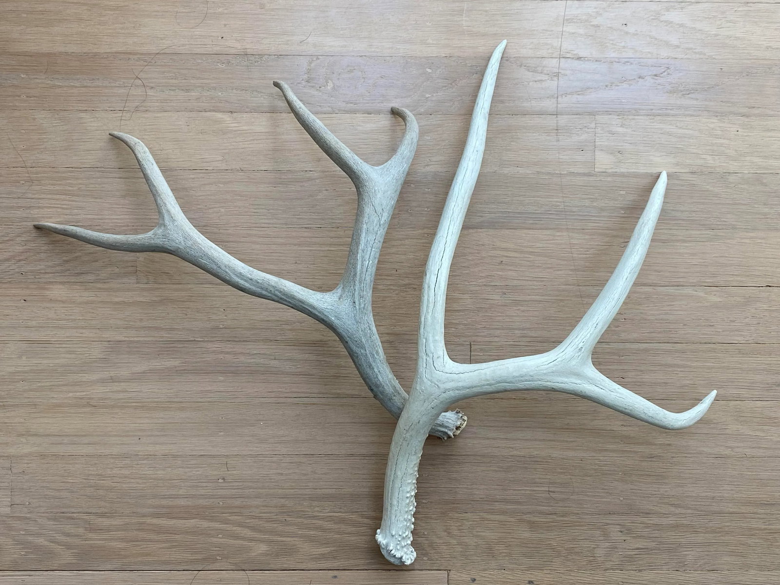 Vintage Natural Deer Antler - a Pair - 12