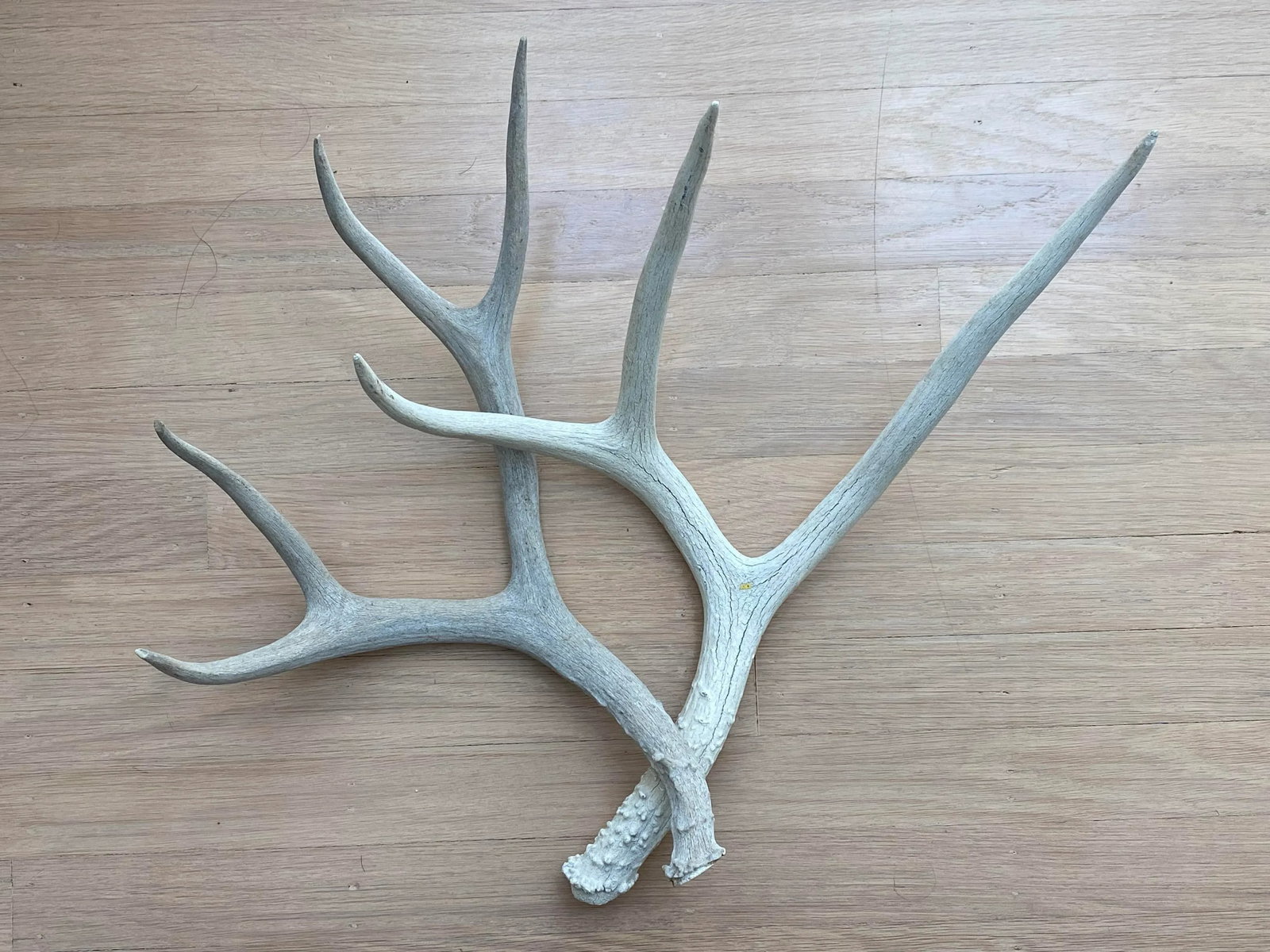 Vintage Natural Deer Antler - a Pair - 13