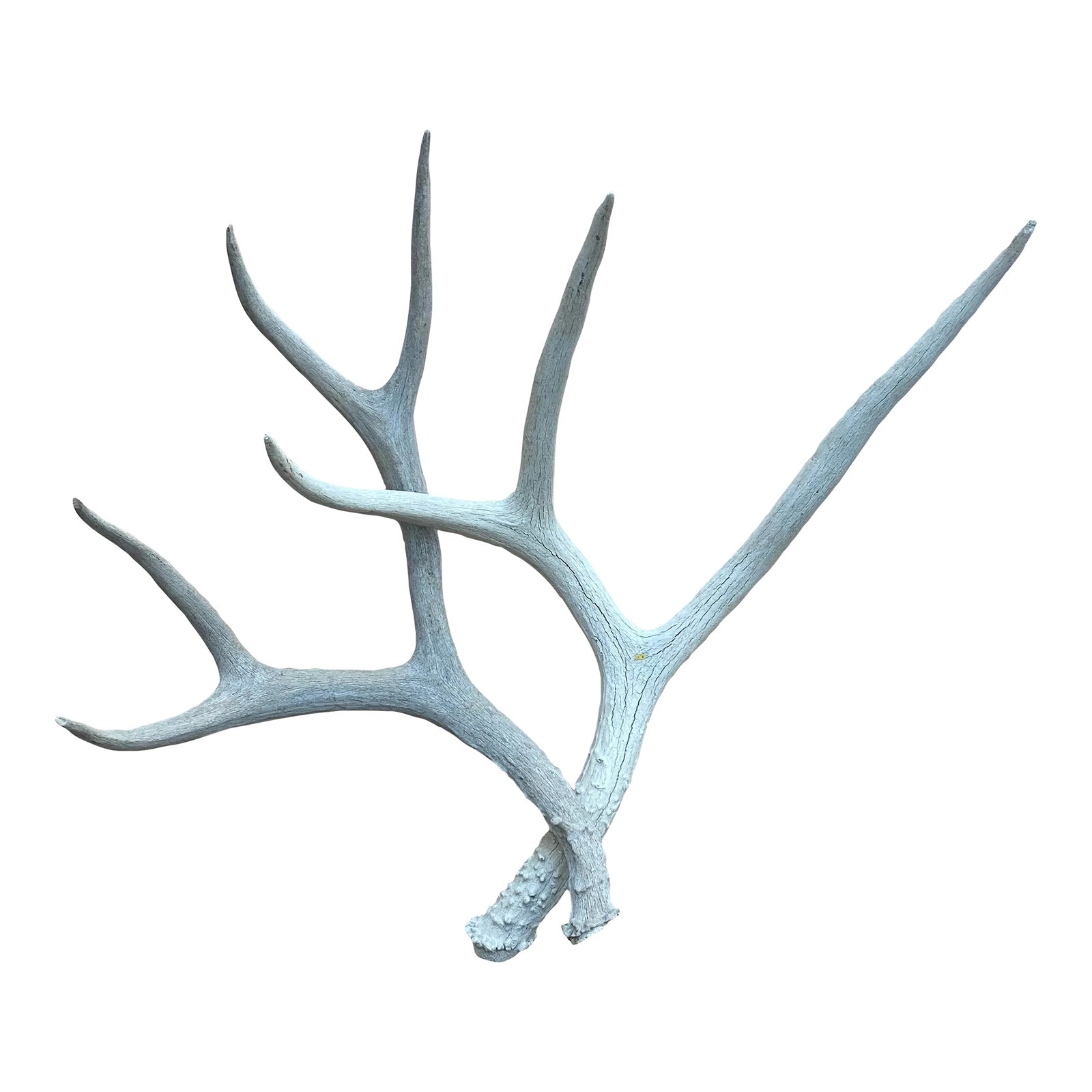 Vintage Natural Deer Antler - a Pair: A pair of decorative vintage natural whitetail deer antler specimens Condition: Alterations: Original Condition Unaltered Imperfections: Some Imperfections Condition Notes: In very good condition.